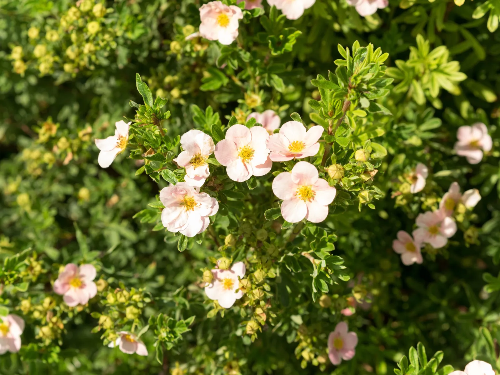 Trädgårdstok 'Pink Queen' - bild 4