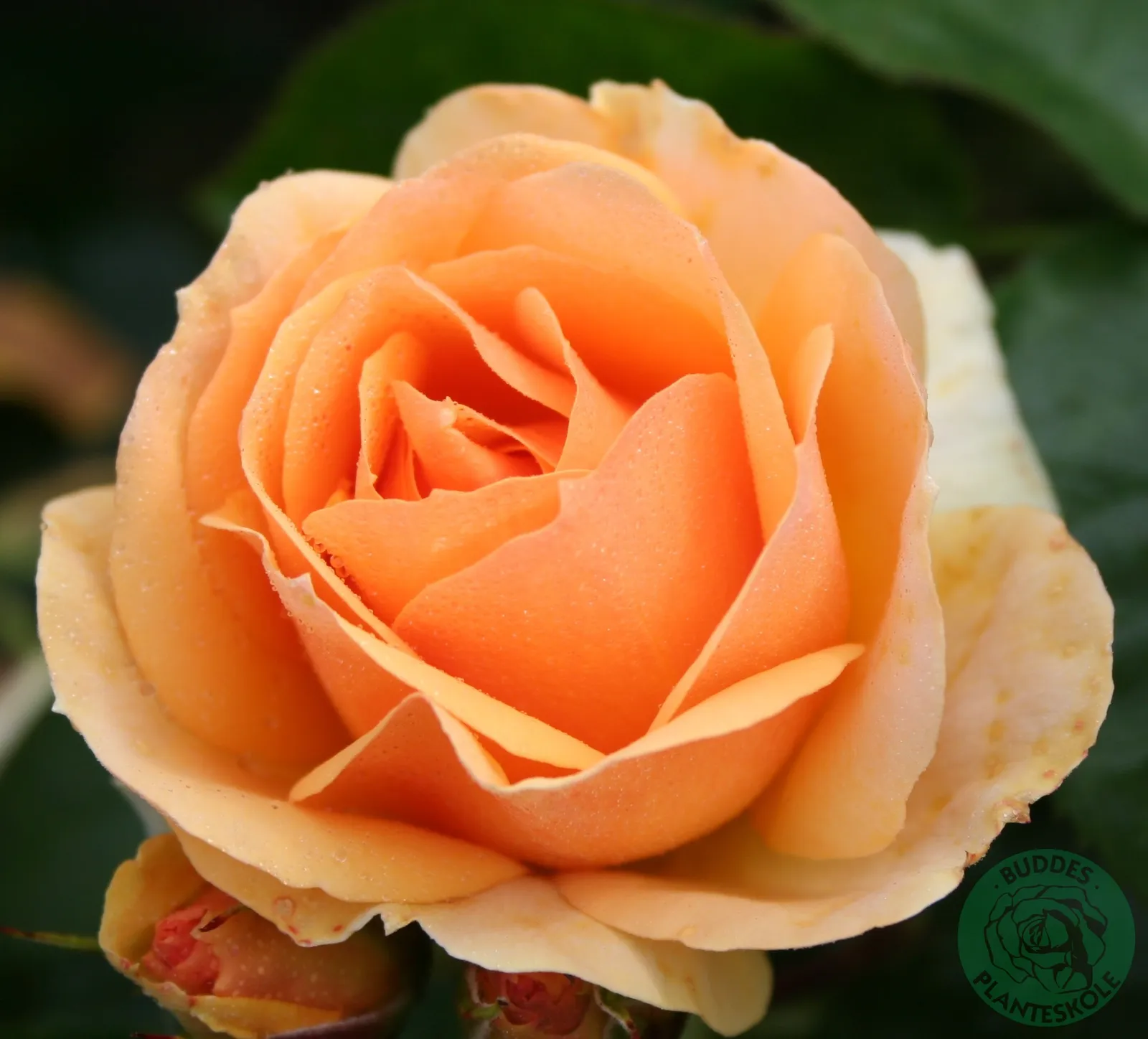 Floribundaros HANSESTADT ROSTOCK® ('Tan04603'PBR) - bild 1
