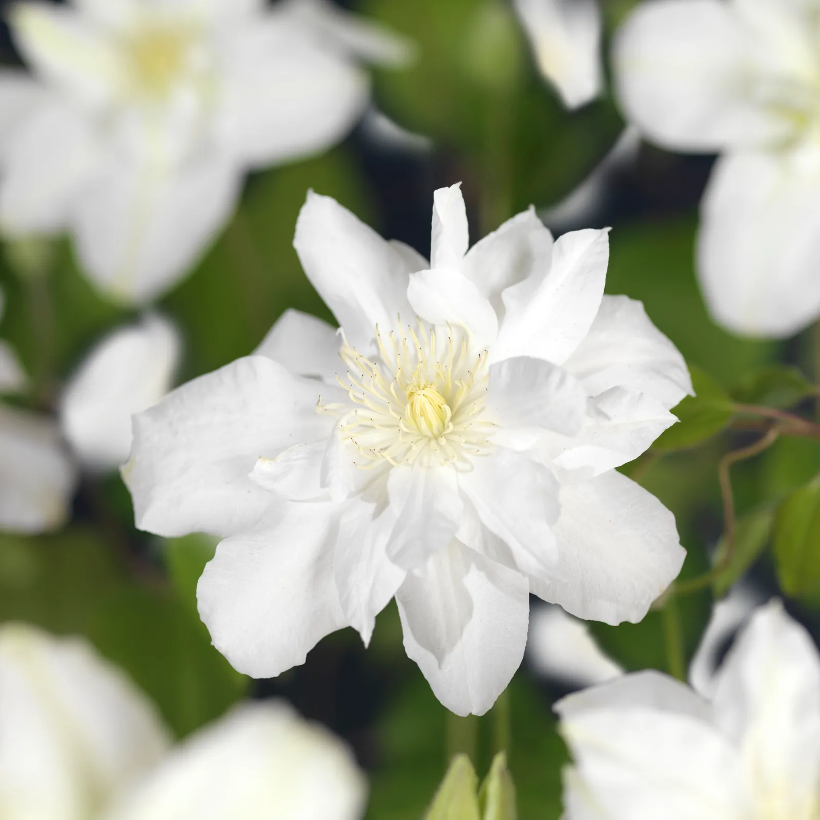 Klematis (Tidiga Storblommiga Gruppen) 'Sylvia Denny' - bild 1