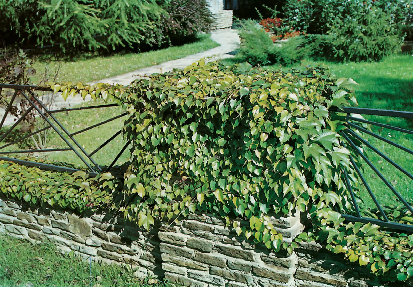 Rådhusvin 'Veitchii' - bild 1