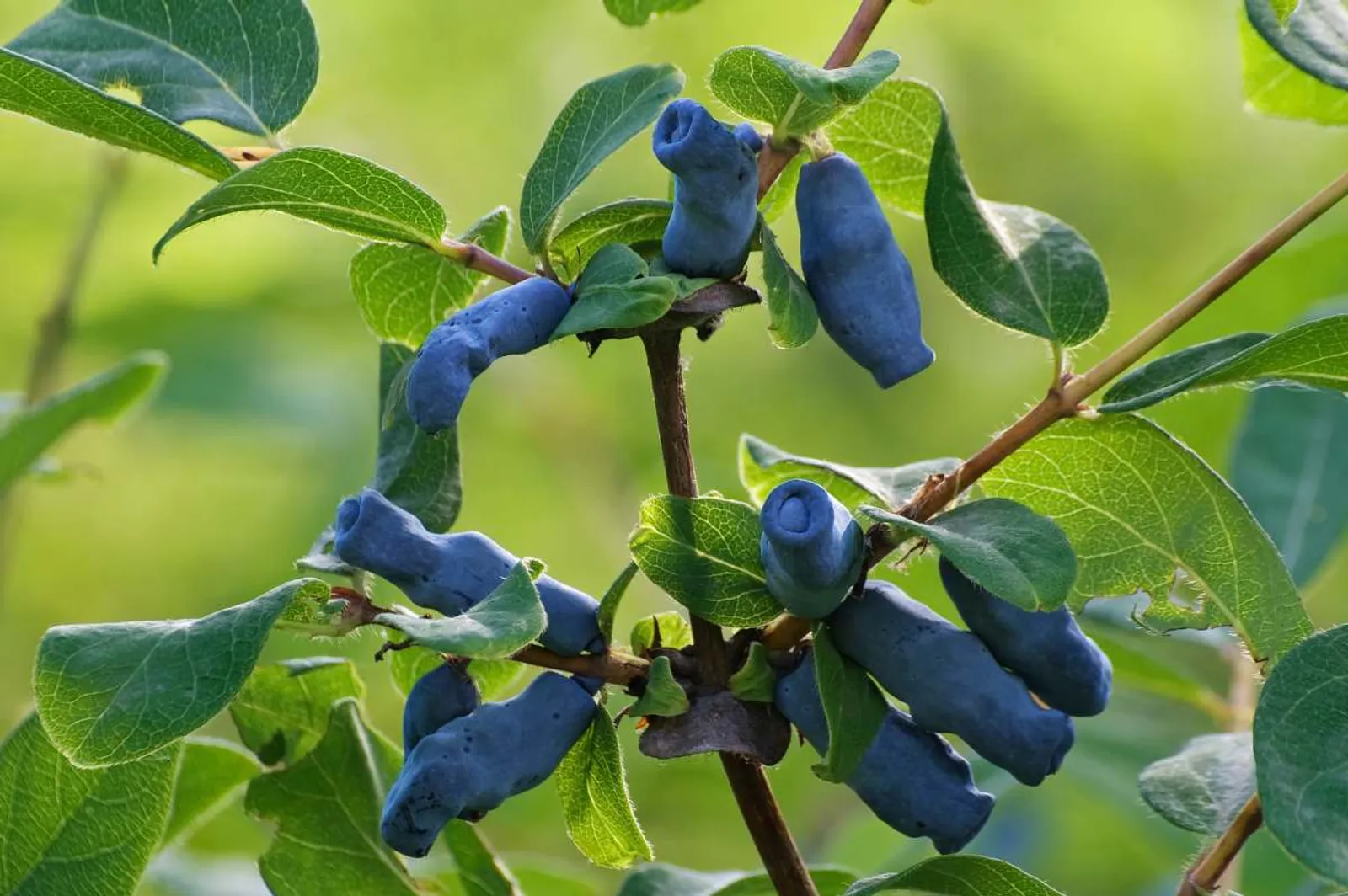 Blåbärstry med tidiga blå ätbara bär och vacker blomning, en härdig och nyttig bärbuske.