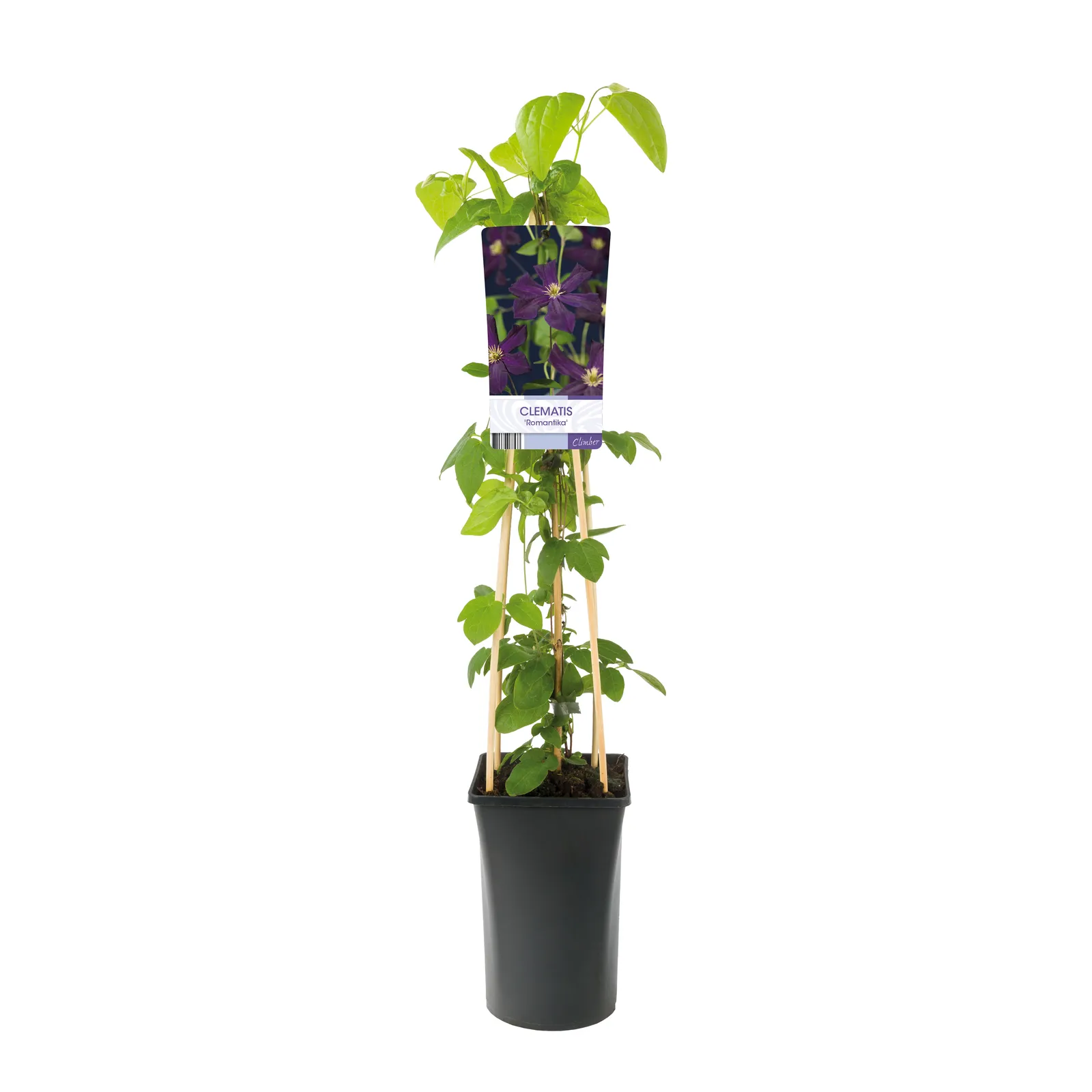 Klematis (Sena Storblommiga Gruppen) 'Romantika' - bild 2