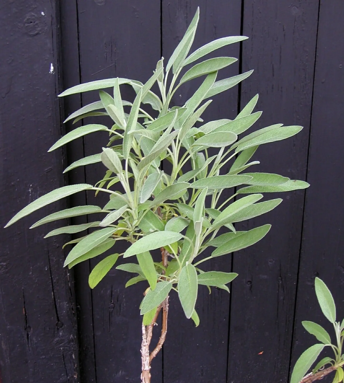 Salvia ekofrö med silvergröna aromatiska blad