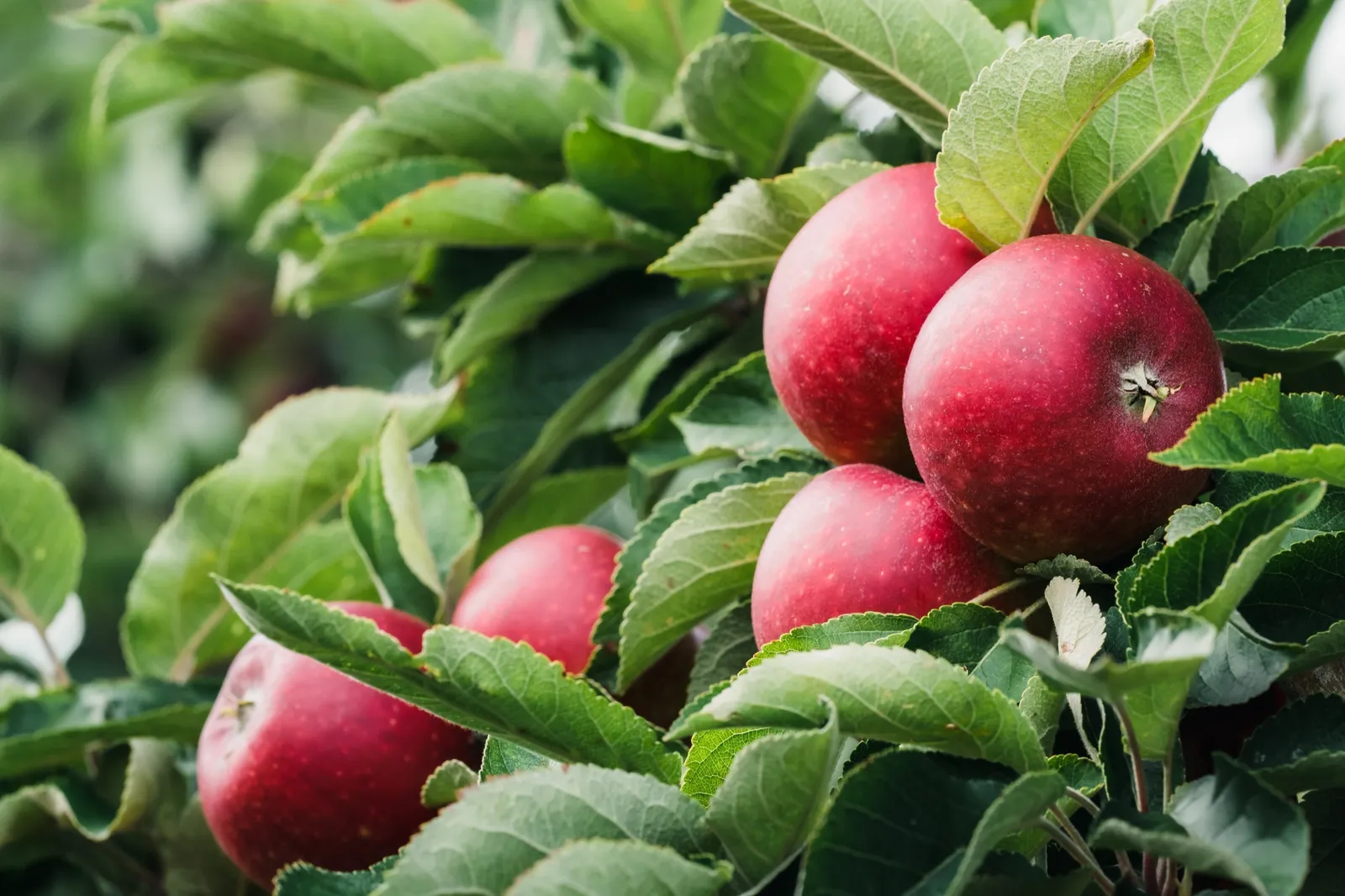 Äpple 'Ingrid Marie' E, svagväxande, B9 - bild 3