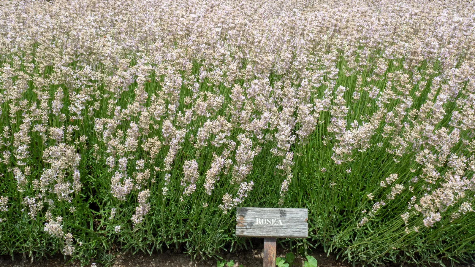 Lavendel 'Rosea' - bild 1