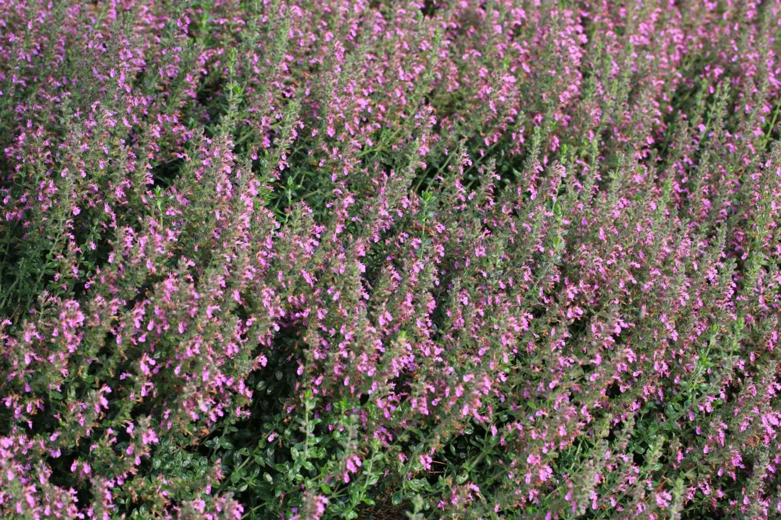 Gamander med glänsande gröna blad och rosa blommor, aromatisk perenn för kantplanteringar.