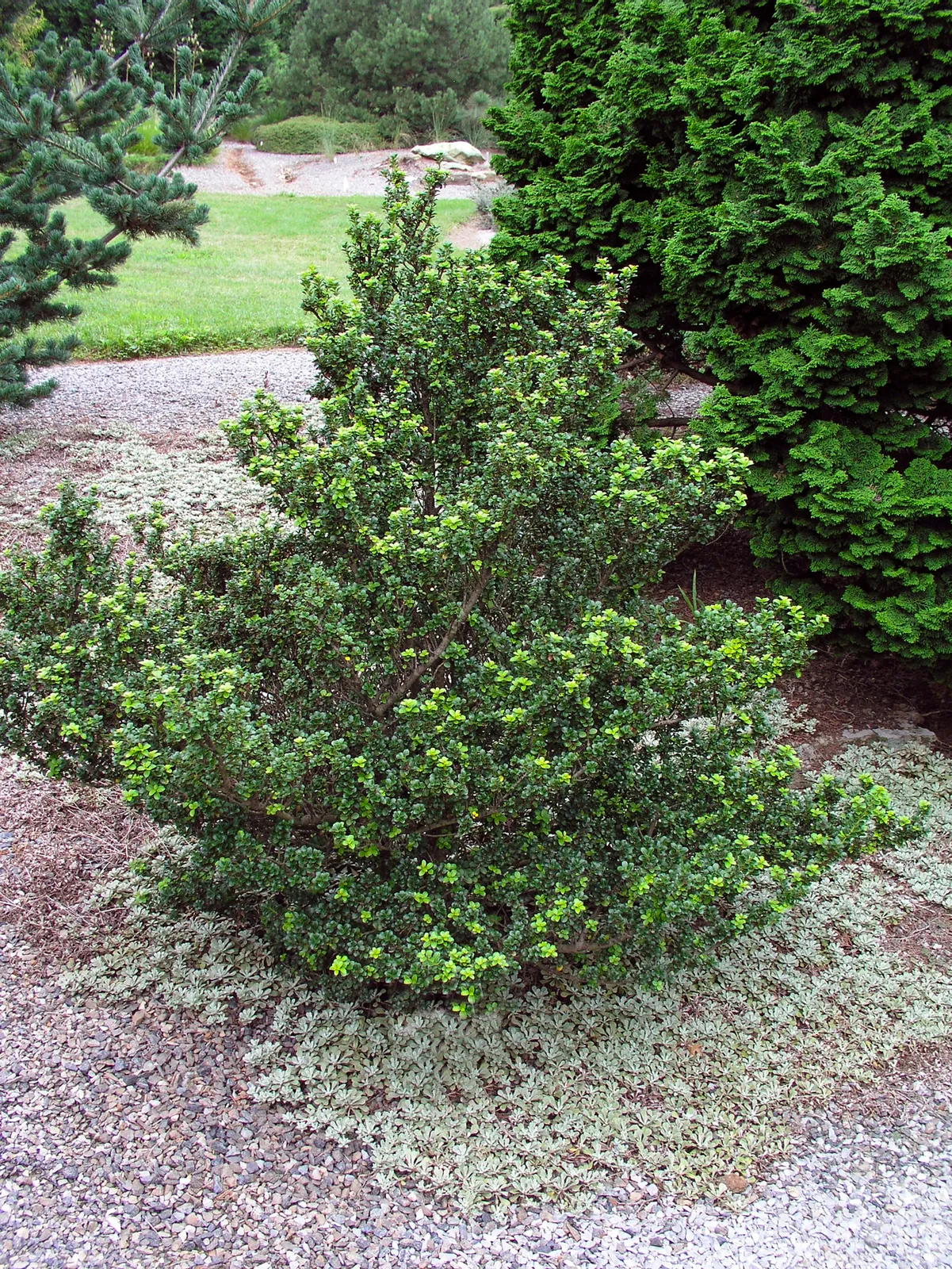 Japansk järnek DARK GREEN ('Icoprins11'PBR) - bild 1