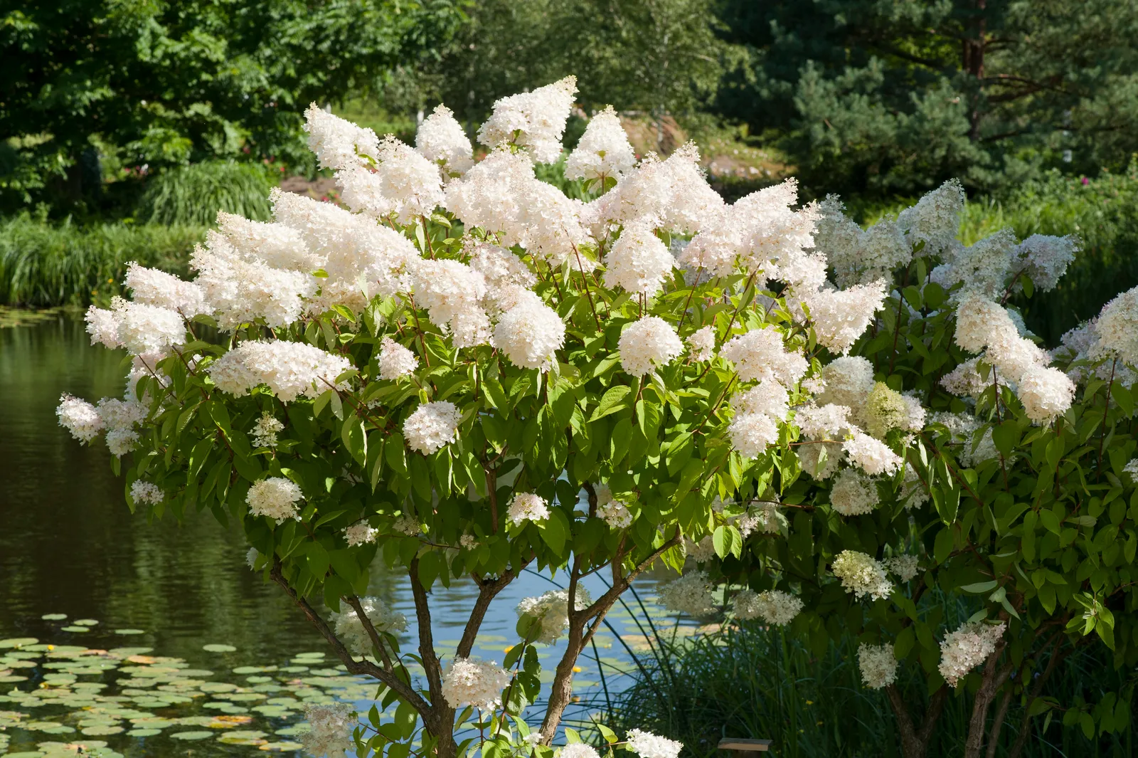 Syrenhortensia, Sh 90-100 - bild 1