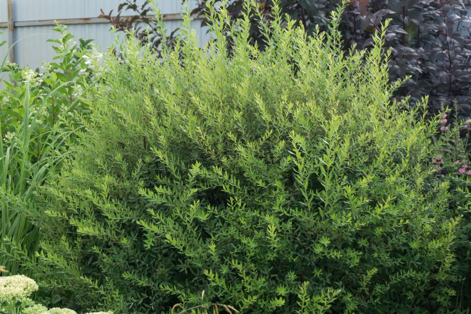 Norskspirea 'Grefsheim', 60-100 cm, Goliat — detalj 4