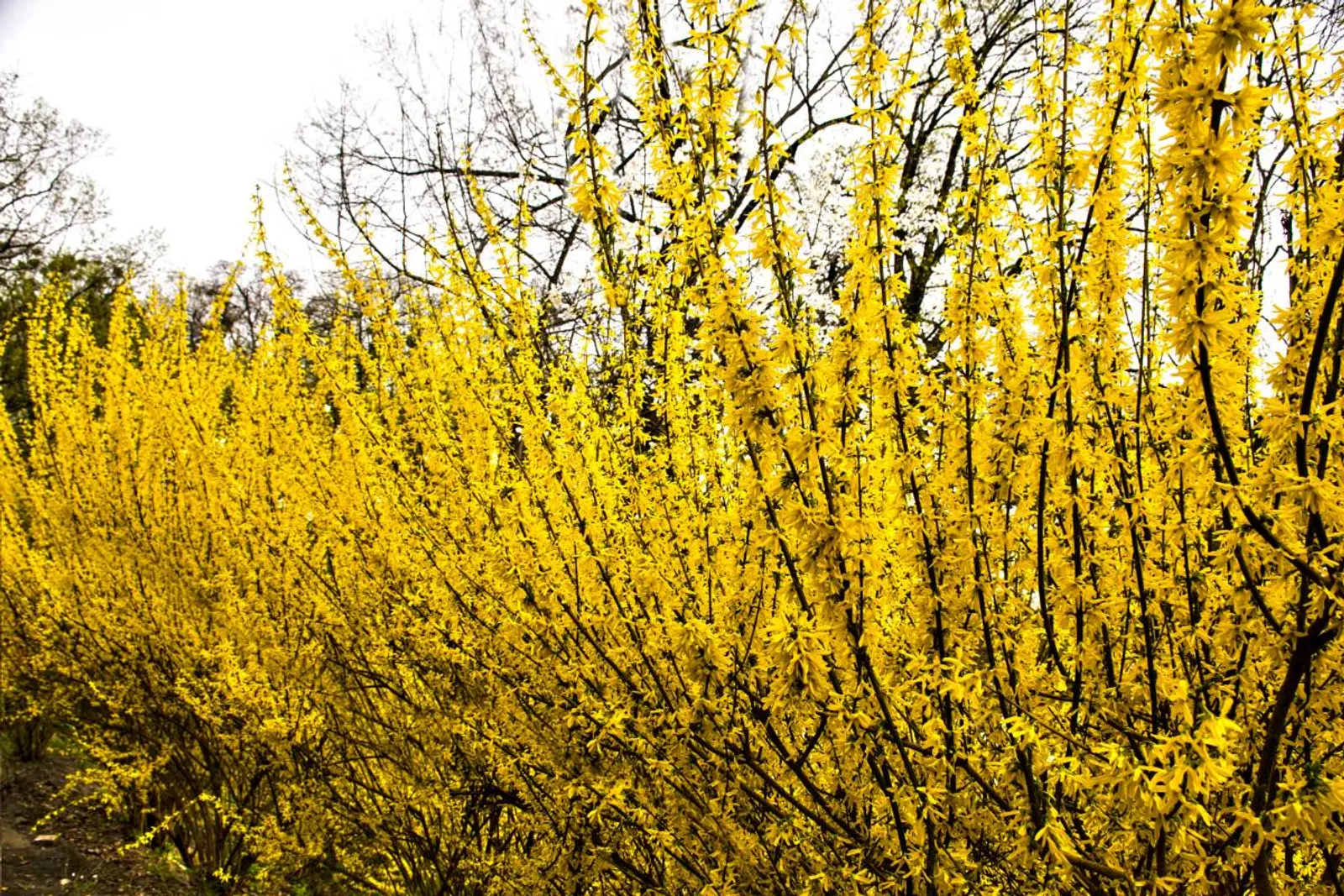 Hybridforsythia 'Freja' E, 20-40 cm — detalj 4