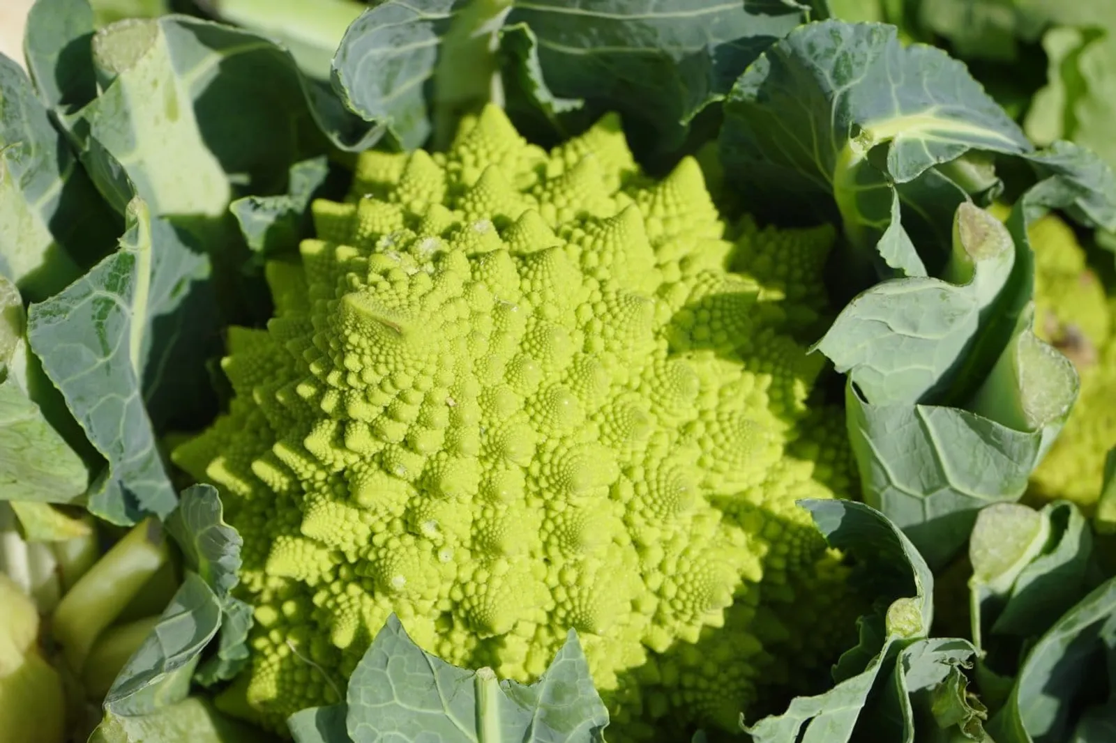Natalino Romanesco broccolo frö med romanesco med spiralmönster