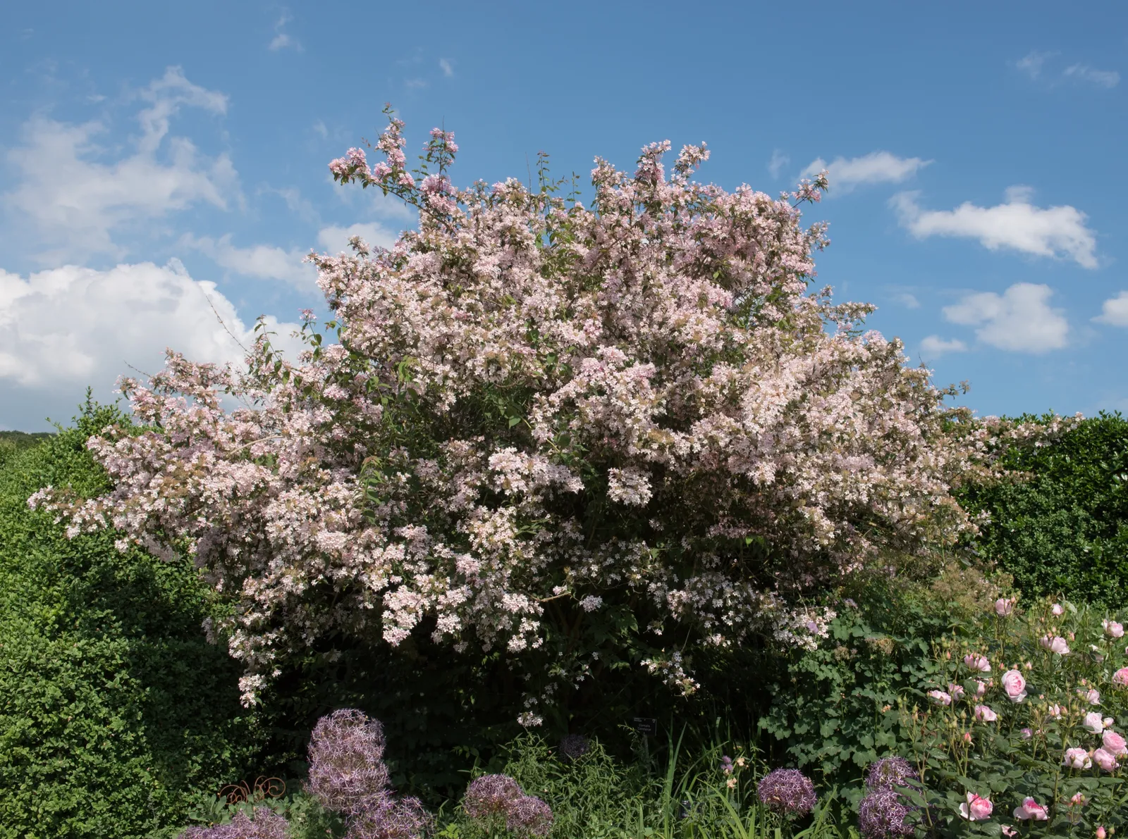 Paradisbuske 'Pink Cloud' - bild 4
