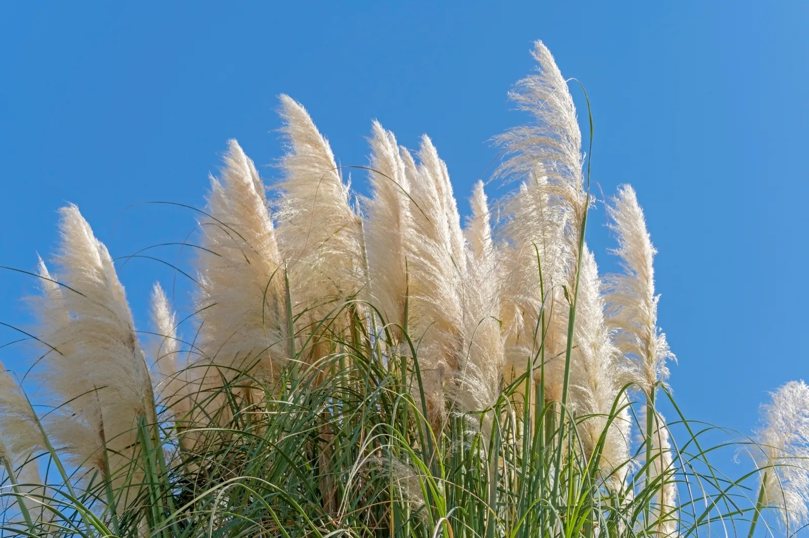 Pampasgräs 'Pumila', 2L - bild 4
