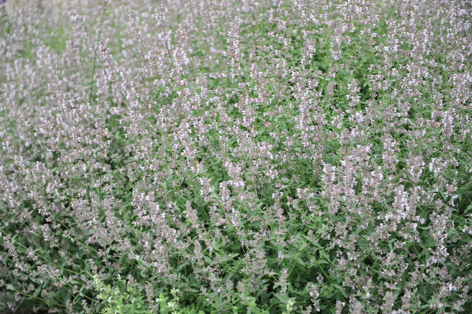 Bergnepeta 'Amelia' - bild 1