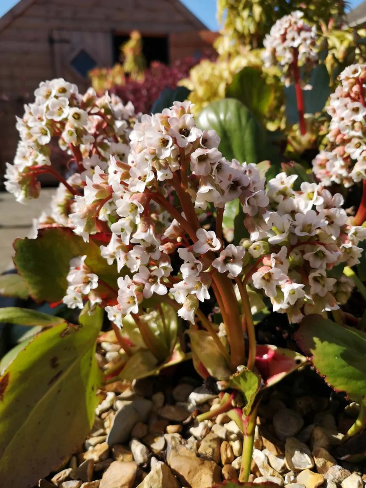 Hjärtbergenia 'Bressingham White' med vita blommor och mörkgröna vintergröna blad.