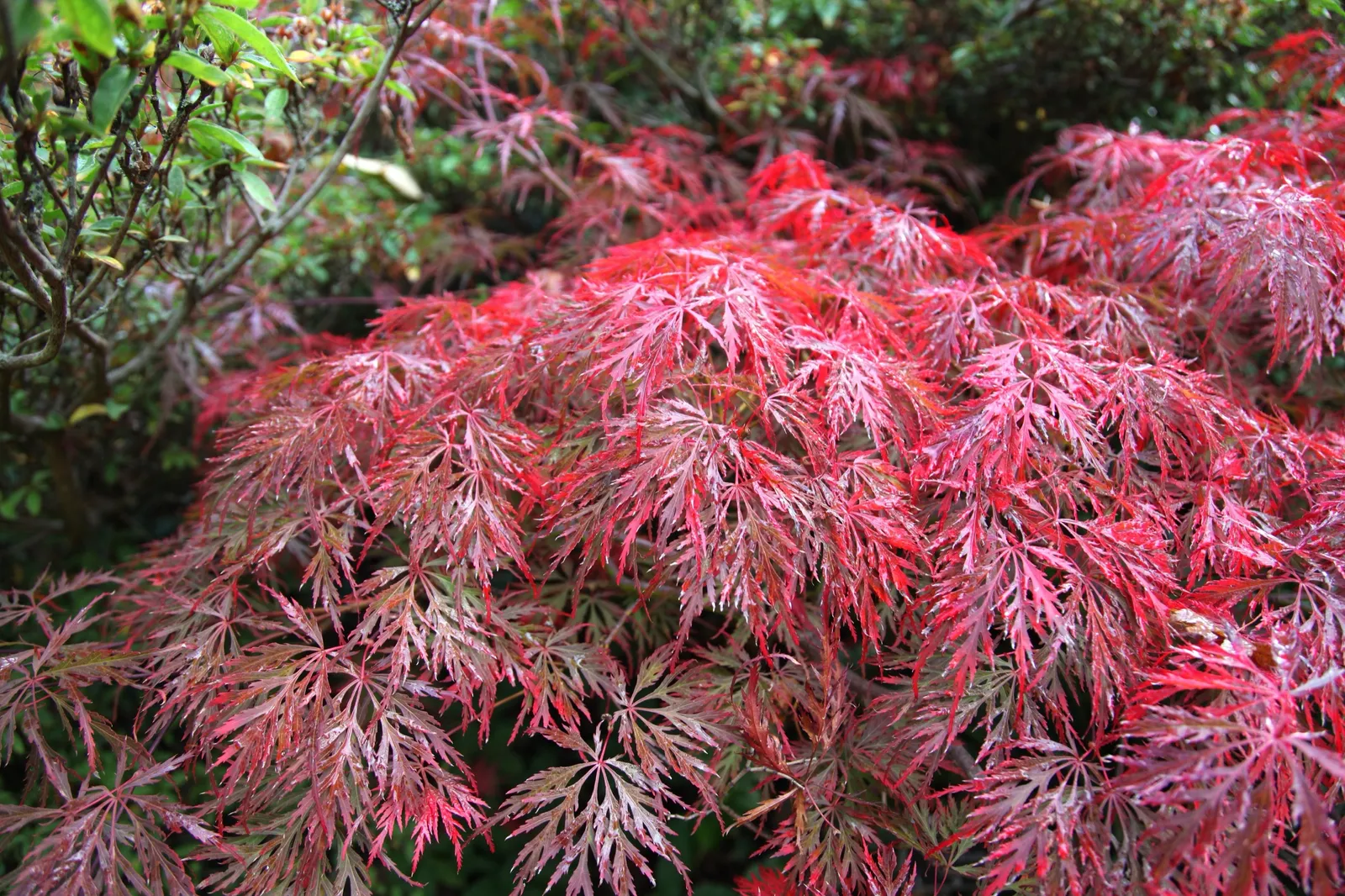 Flikbladig japansk lönn 'Garnet' - bild 7