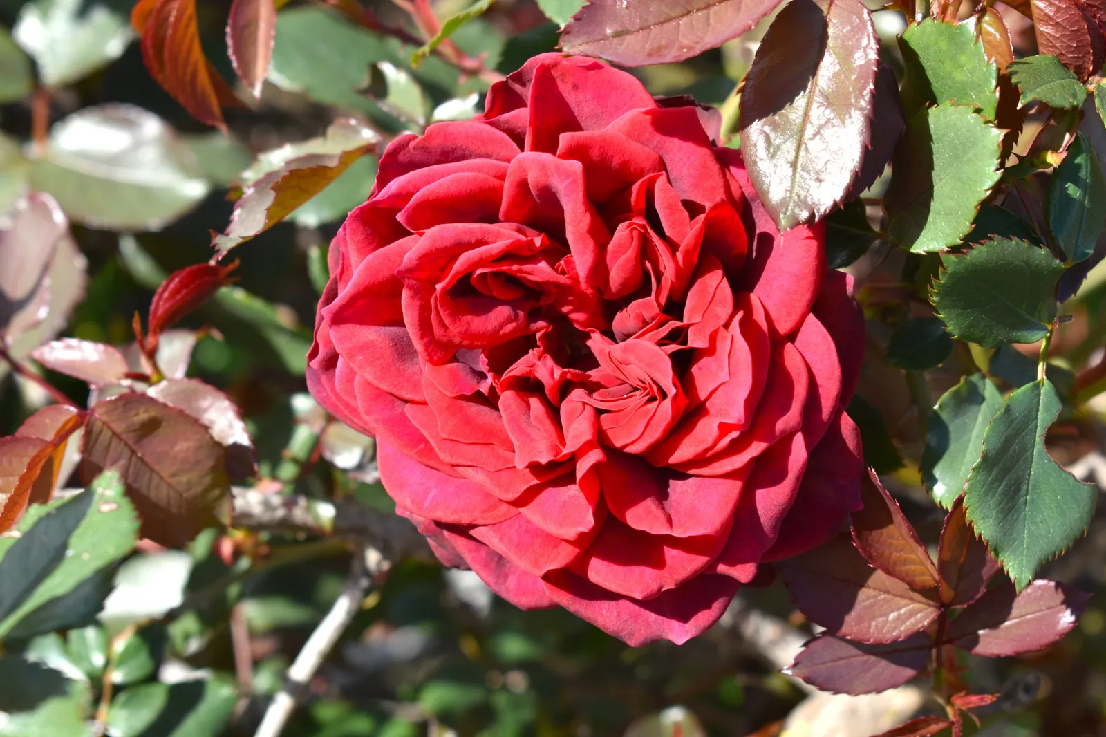 Storblommig klätterros 'Crazy in Love Red' - bild 2
