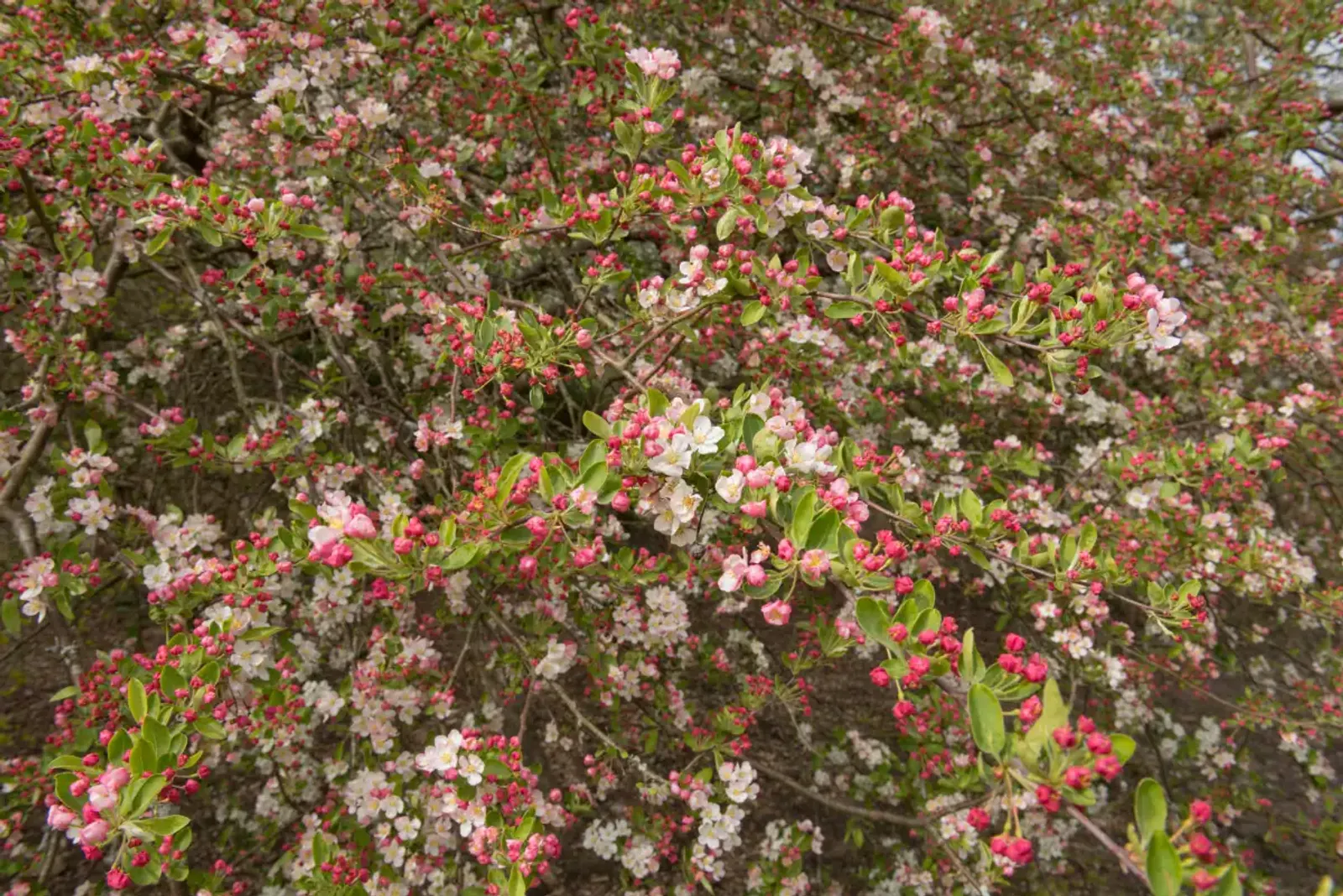 Bukettapel, 30-50 cm — detalj 3