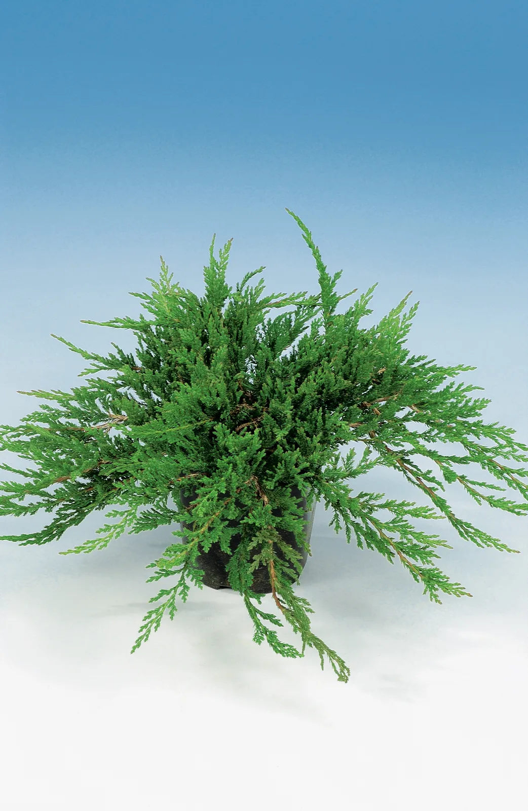 Amerikansk kryp-en 'Prince of Wales', 30-40 cm - bild 4