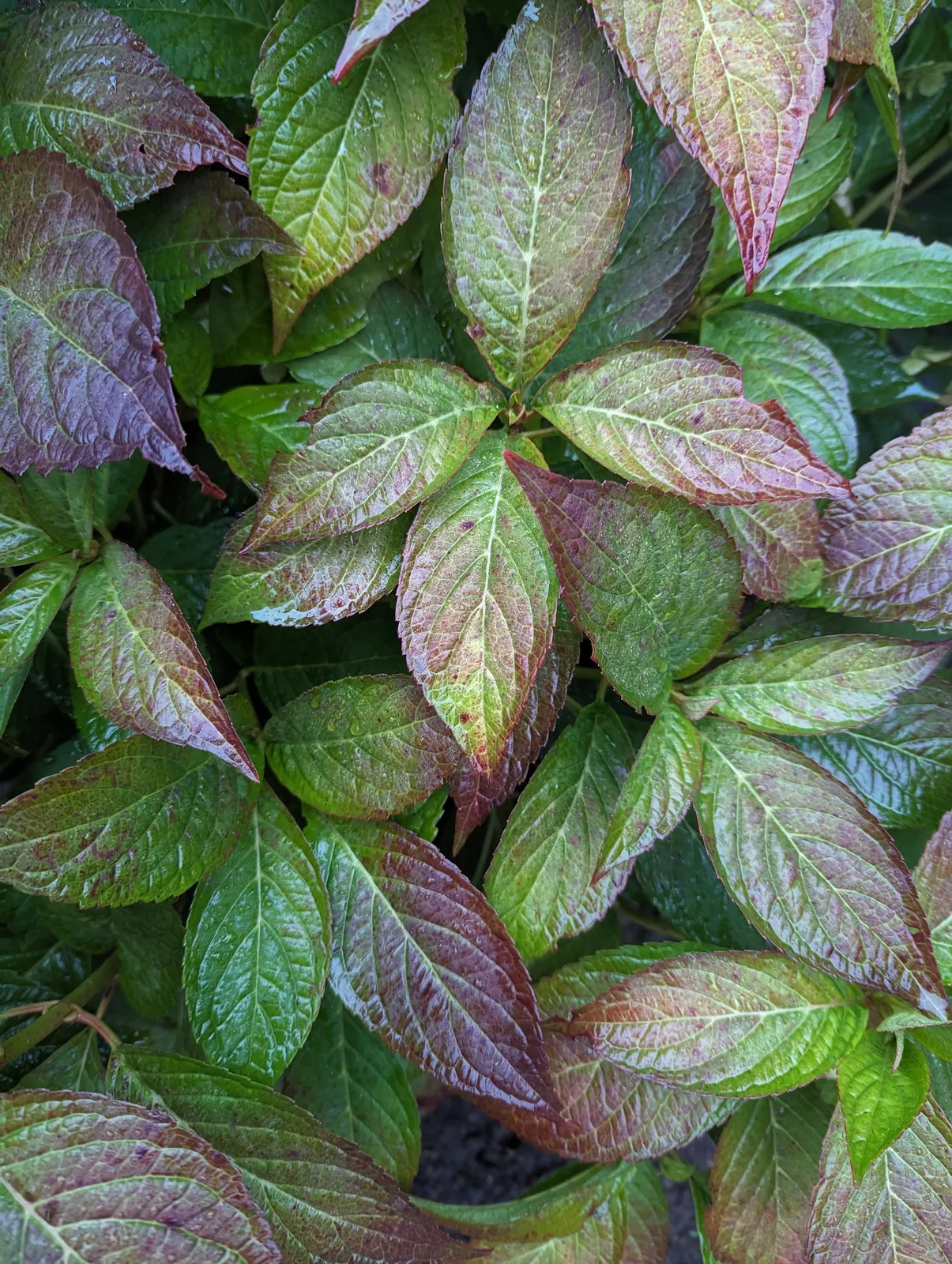 Purpurhortensia 'Bluebird' - bild 5