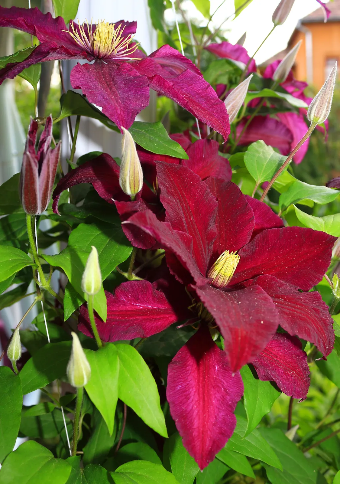 Klematis (Sena Storblommiga Gruppen) 'Niobe' - bild 6
