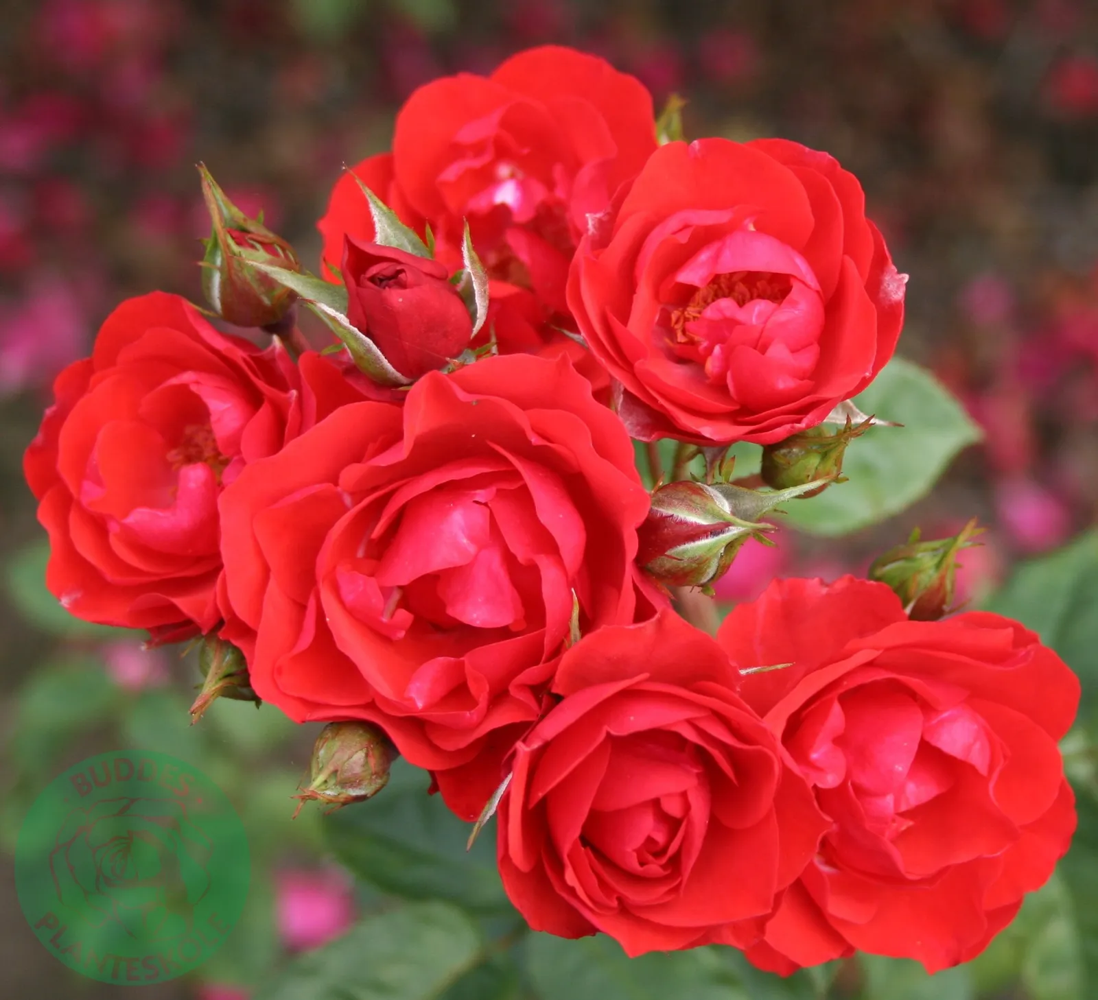Floribundaros ALLOTRIA ('Tanal') - bild 1