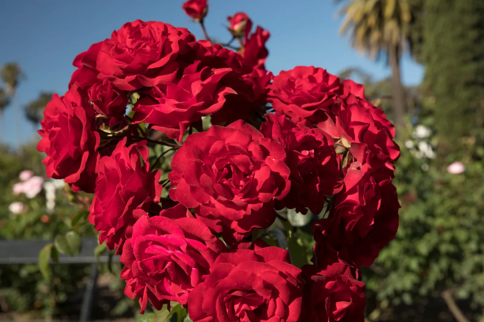 Floribundaros 'Europeana' - bild 2