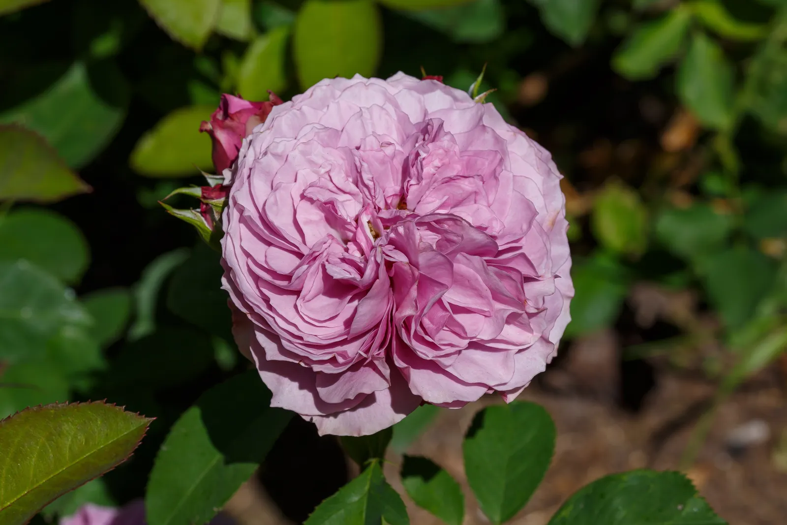 Floribundaros LAVENDER ICE® ('Tan04249'PBR) - bild 5
