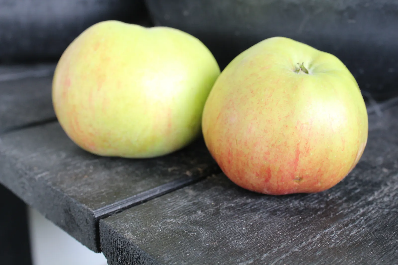Äpple FOLKE® E, inkl. uppbindnings kit - bild 3