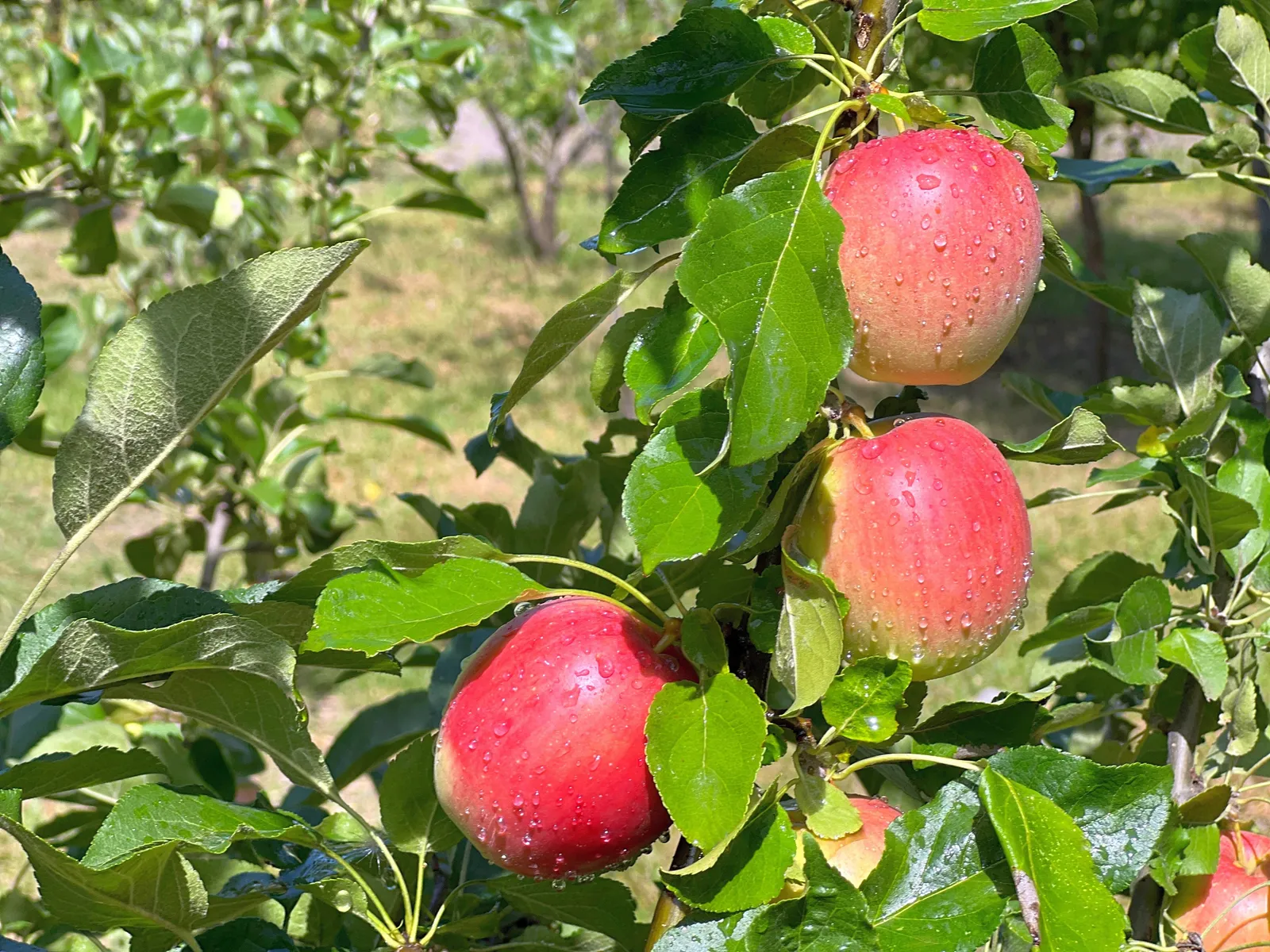 Äpple LOVISA® E ('SLUBGD1160'), inkl. uppbindnings kit - bild 3