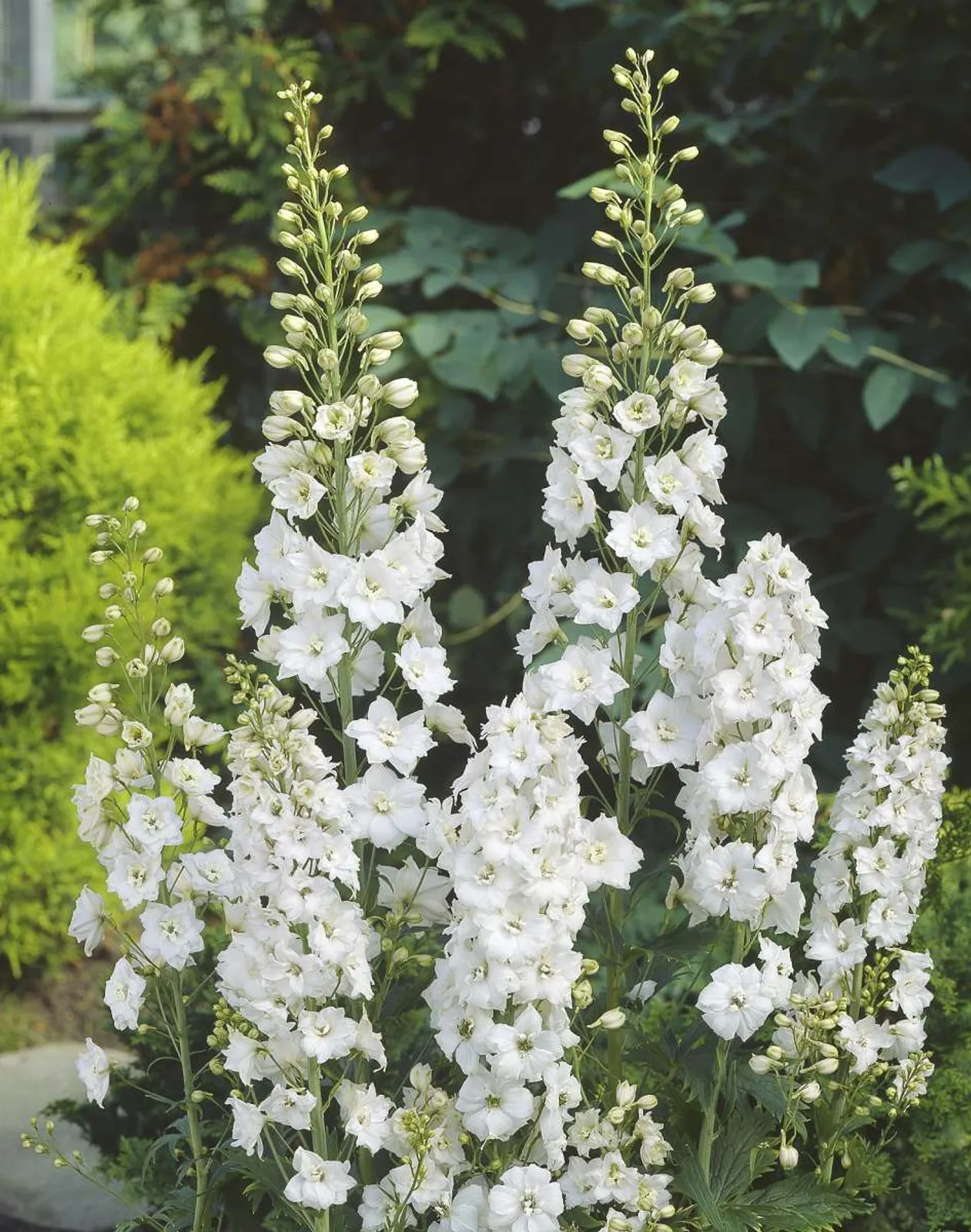 Trädgårdsriddarsporre 'Galahard' med höga spiror av vita blommor, en majestätisk perenn.