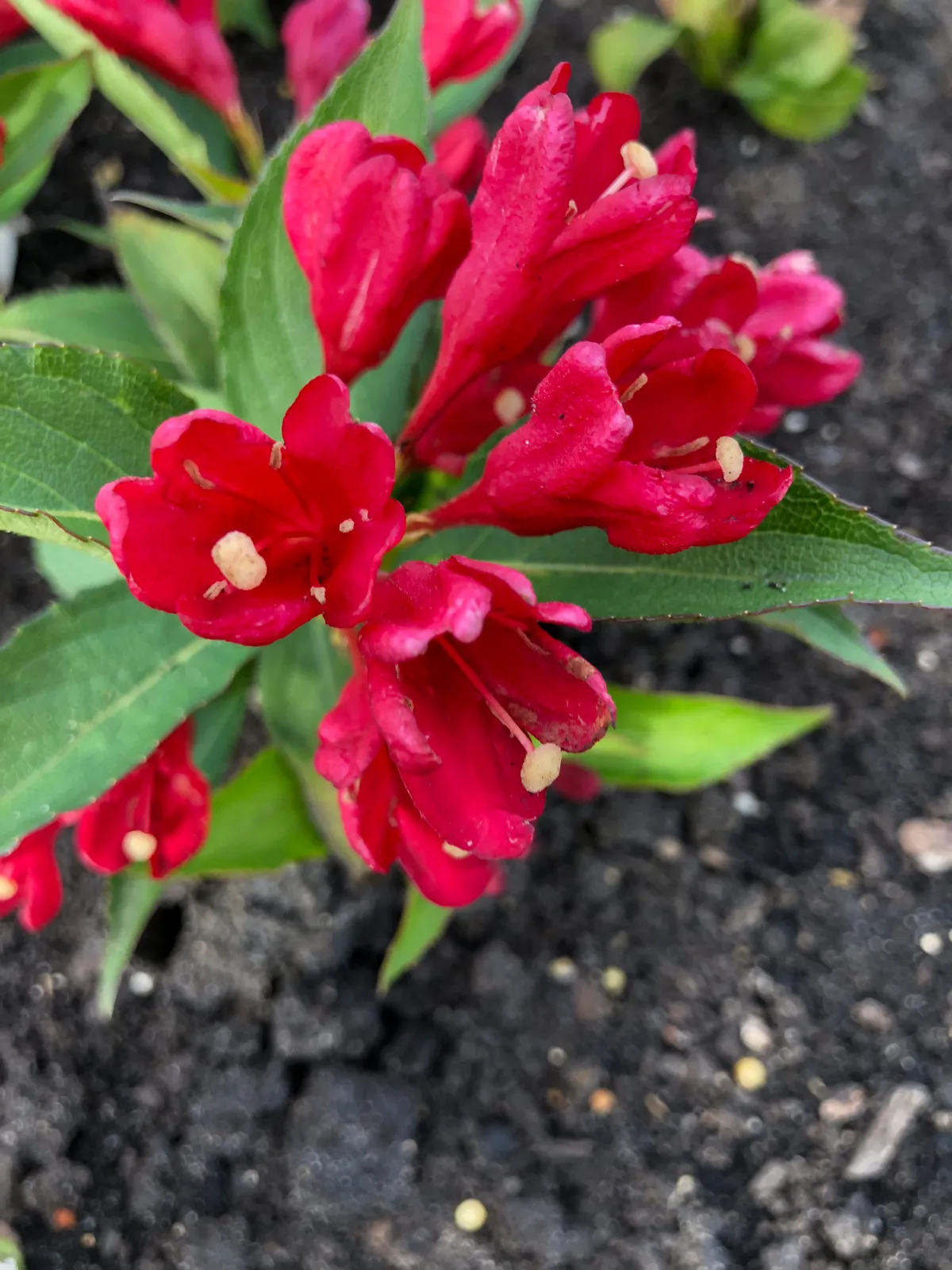 Prakttry ALL SUMMER RED ('Slingco 1') - bild 2