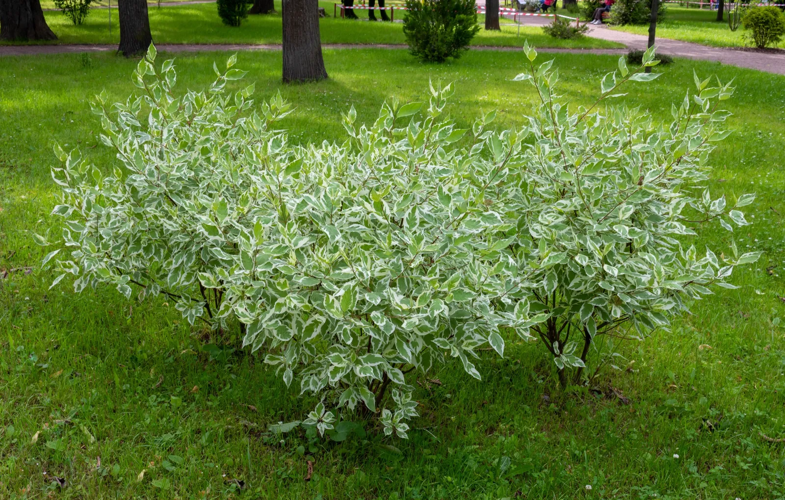 Rysk kornell 'Elegantissima' - bild 3