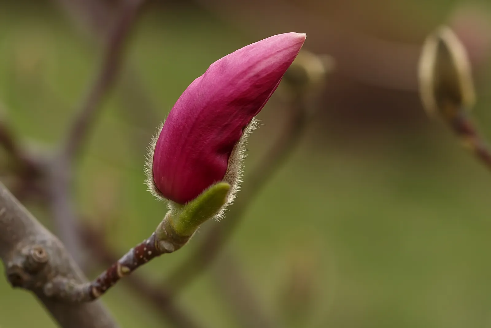 Rosenmagnolia 'Susan' - bild 8