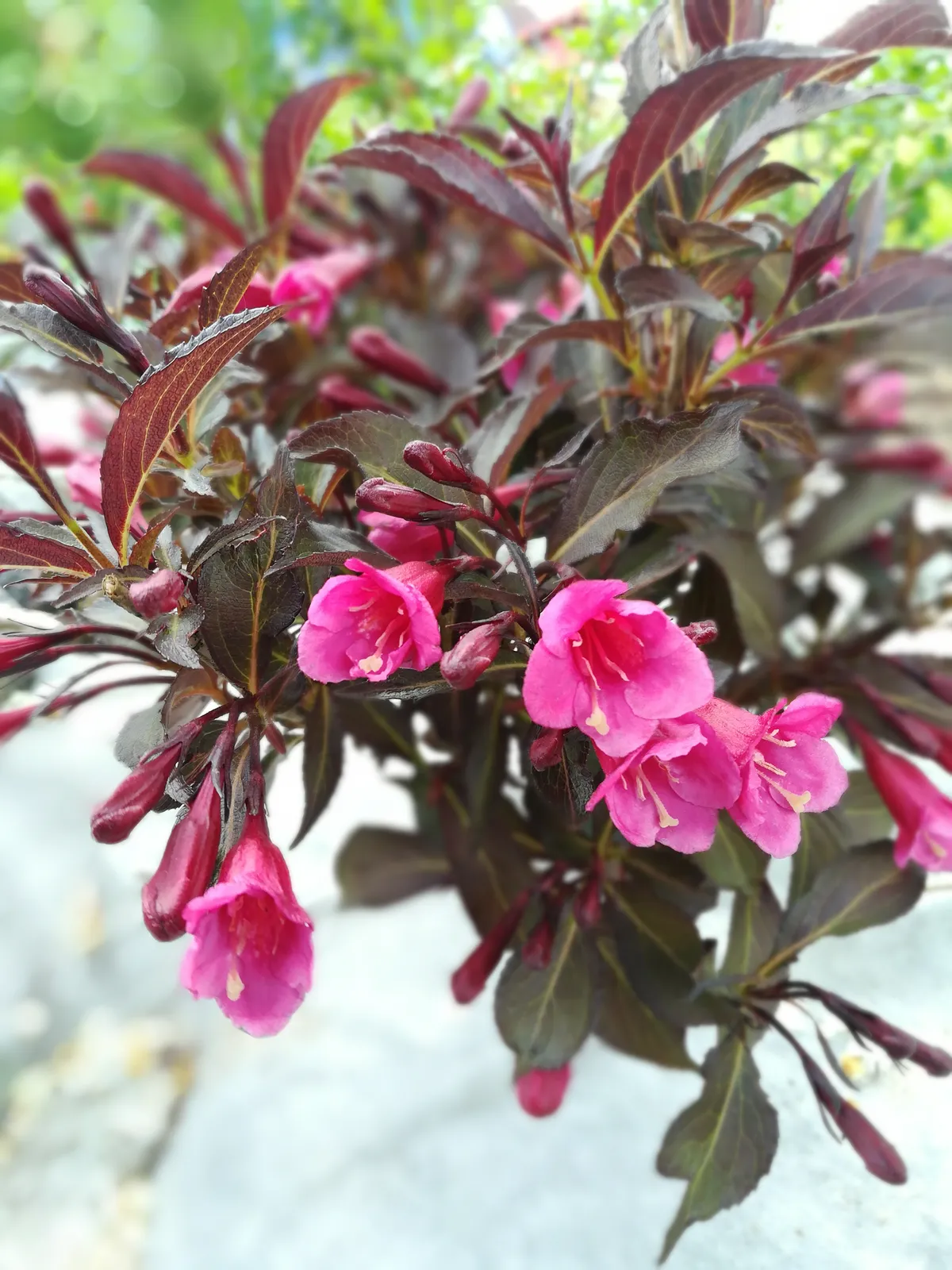 Rosenprakttry 'Alexandra' - bild 4