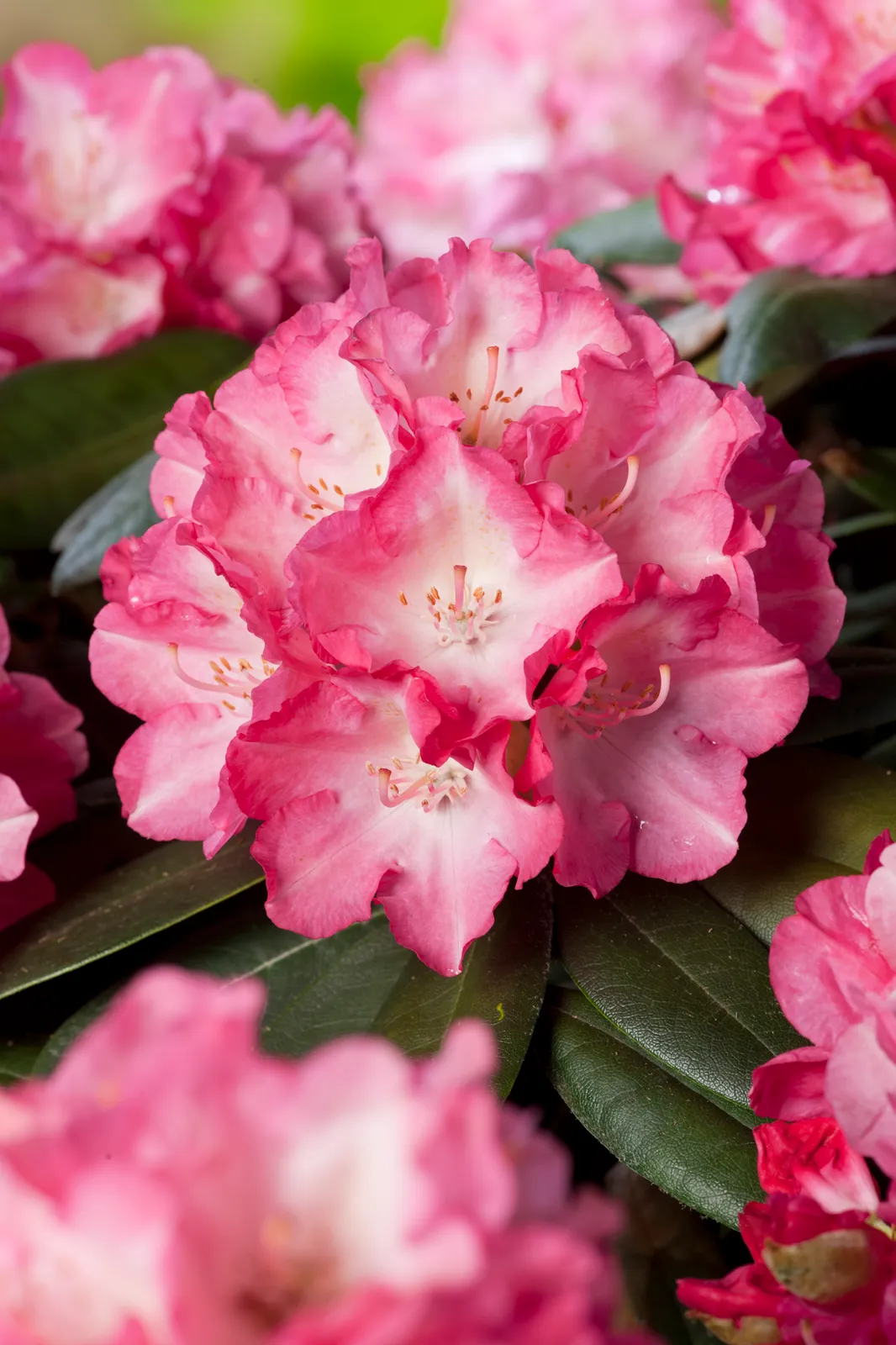Yakushimanum-rododendron 'Fantastica', 20-25 cm - bild 2