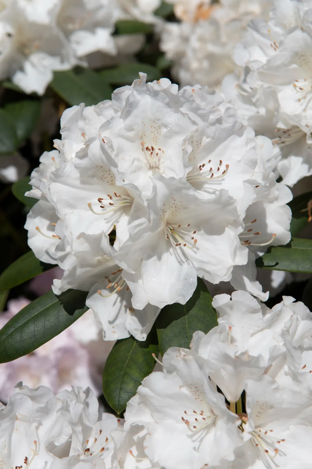 Yakushimanum-rododendron 'Schneekrone', 25-30 cm - bild 4