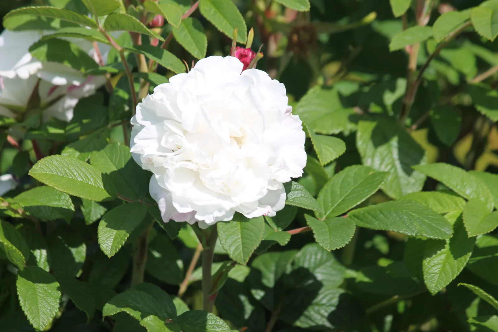 Sempervirens-ros 'Little White Pet - bild 3