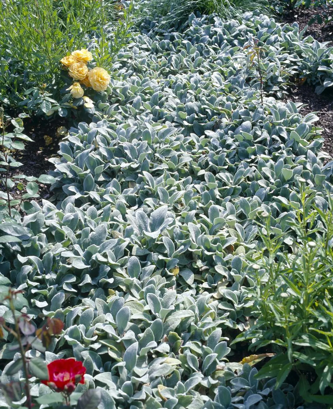 Lammöron 'Silver Carpet' med mjuka silvriga blad, tålig marktäckare för torra och soliga platser.