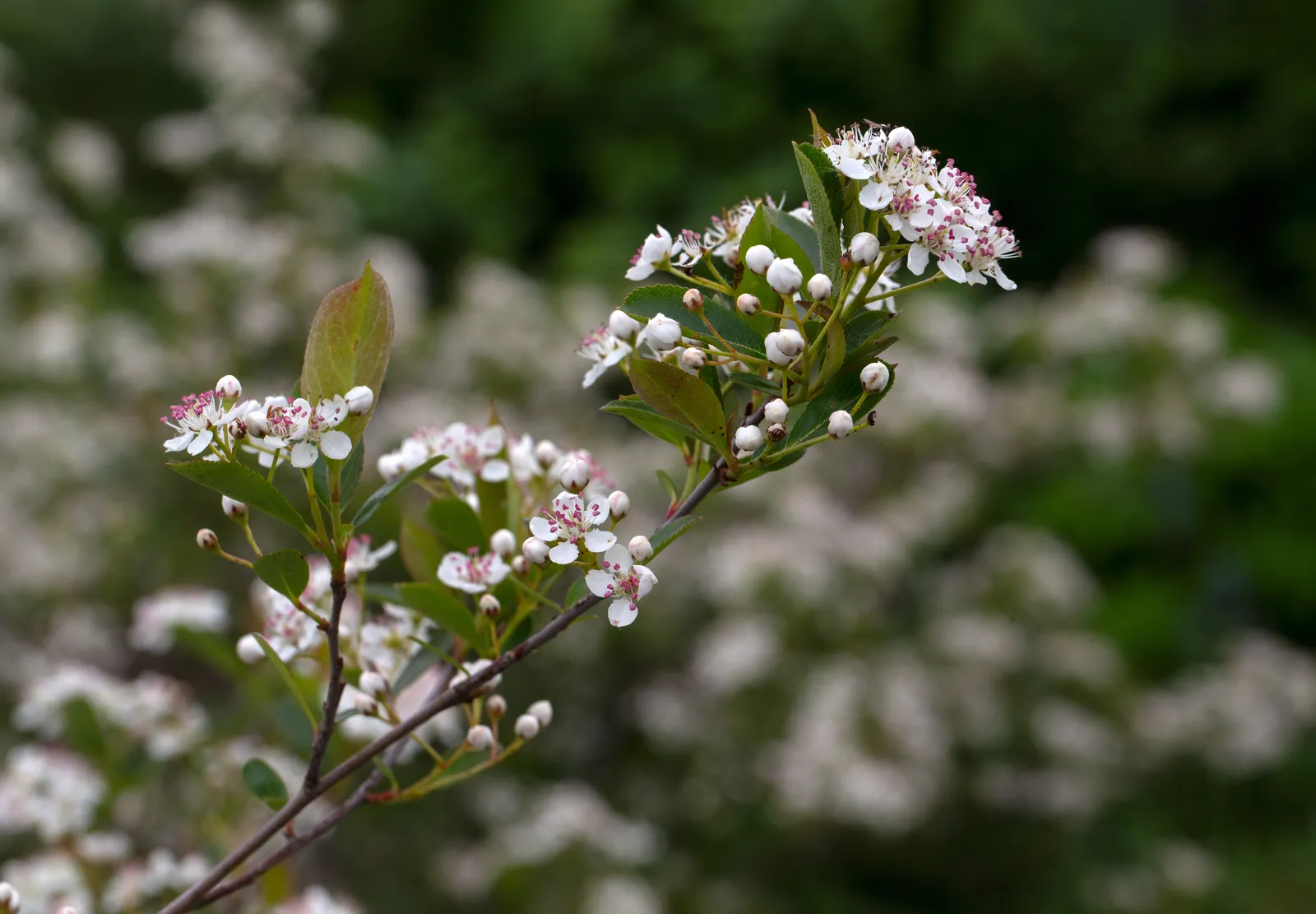 Svartaronia 'Hugin' E - bild 1