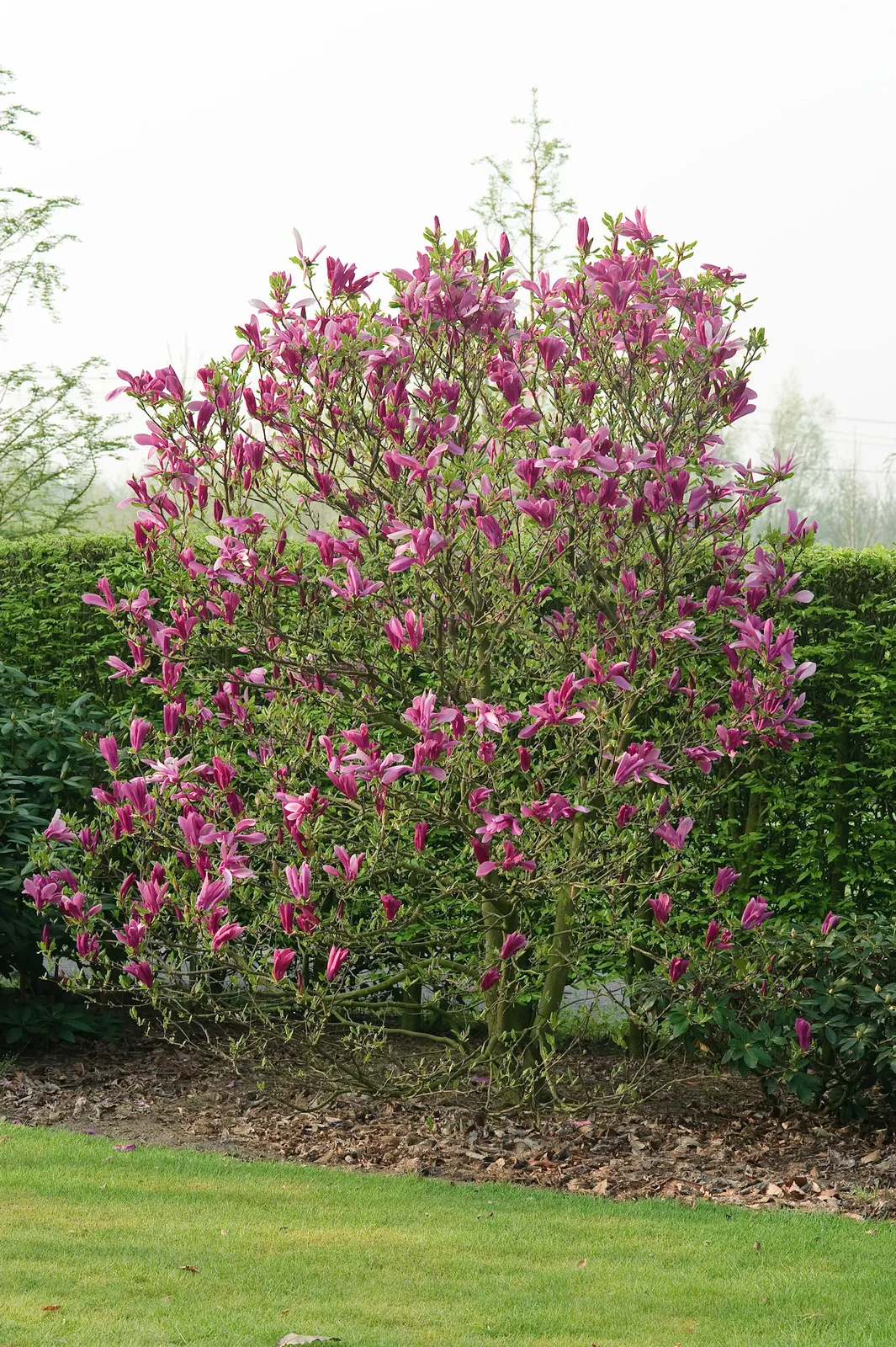 Rosenmagnolia 'Susan' - bild 1