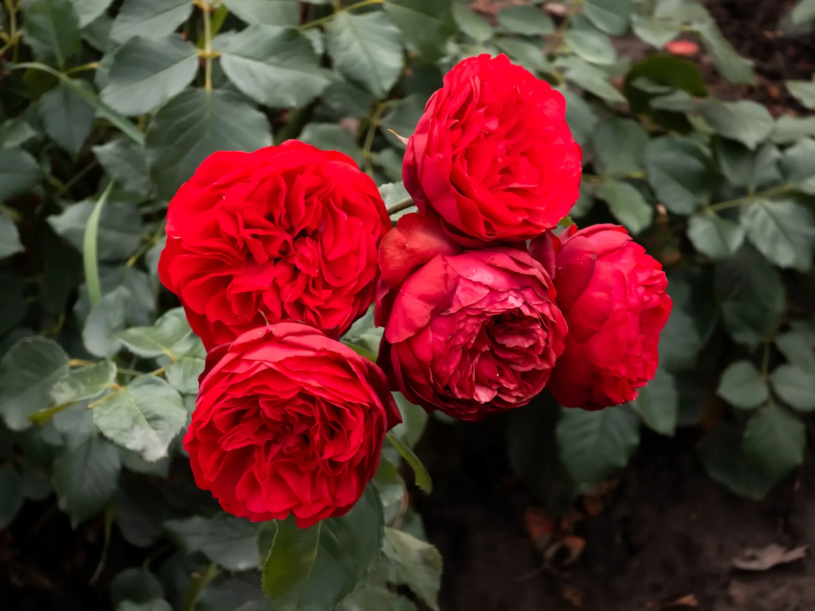 Floribundaros PIANO ('Tanopina') - bild 4