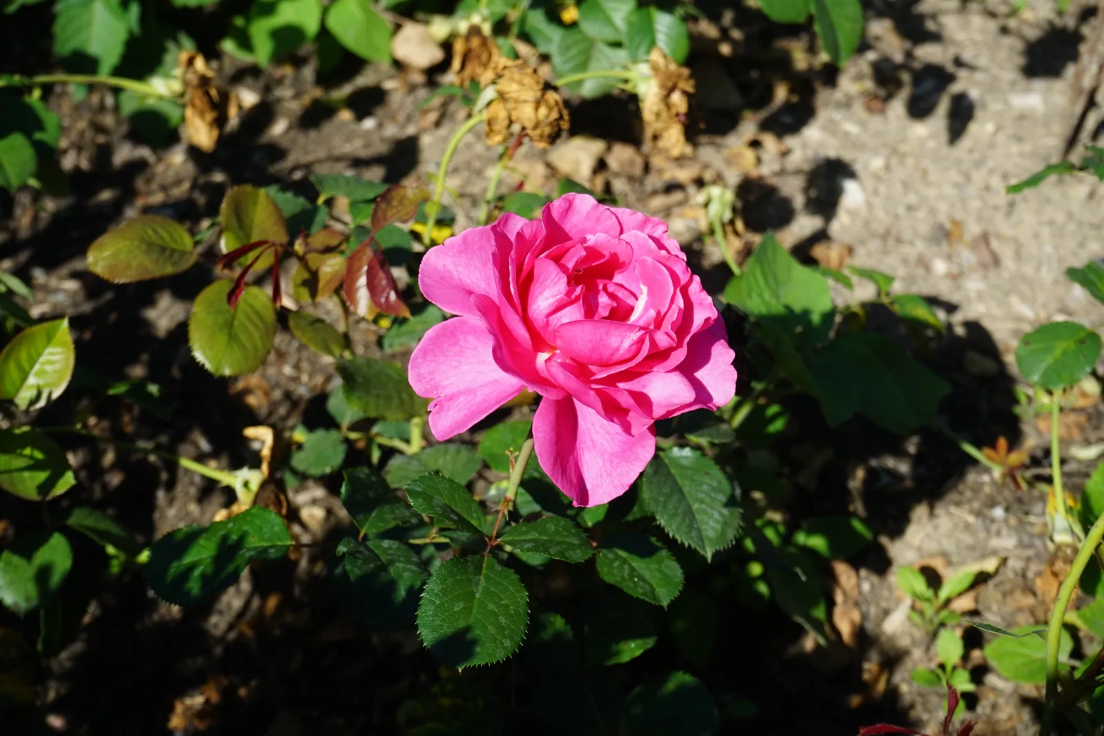 Modern buskros PRINCESS ALEXANDRA RENAISSANCE® ('Pouldra') - bild 2