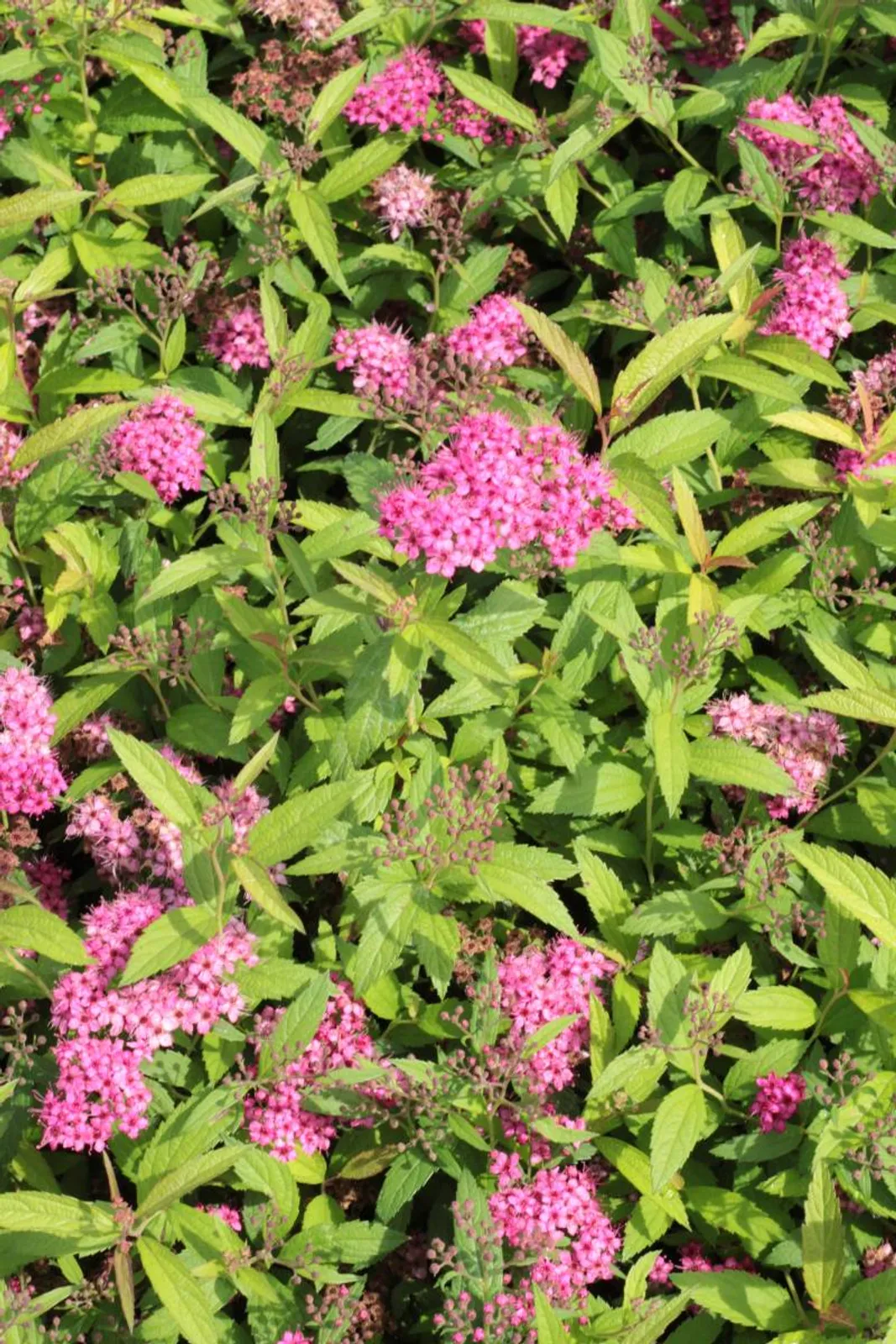 Praktspirea 'Sapho', 10-20 cm — närbild