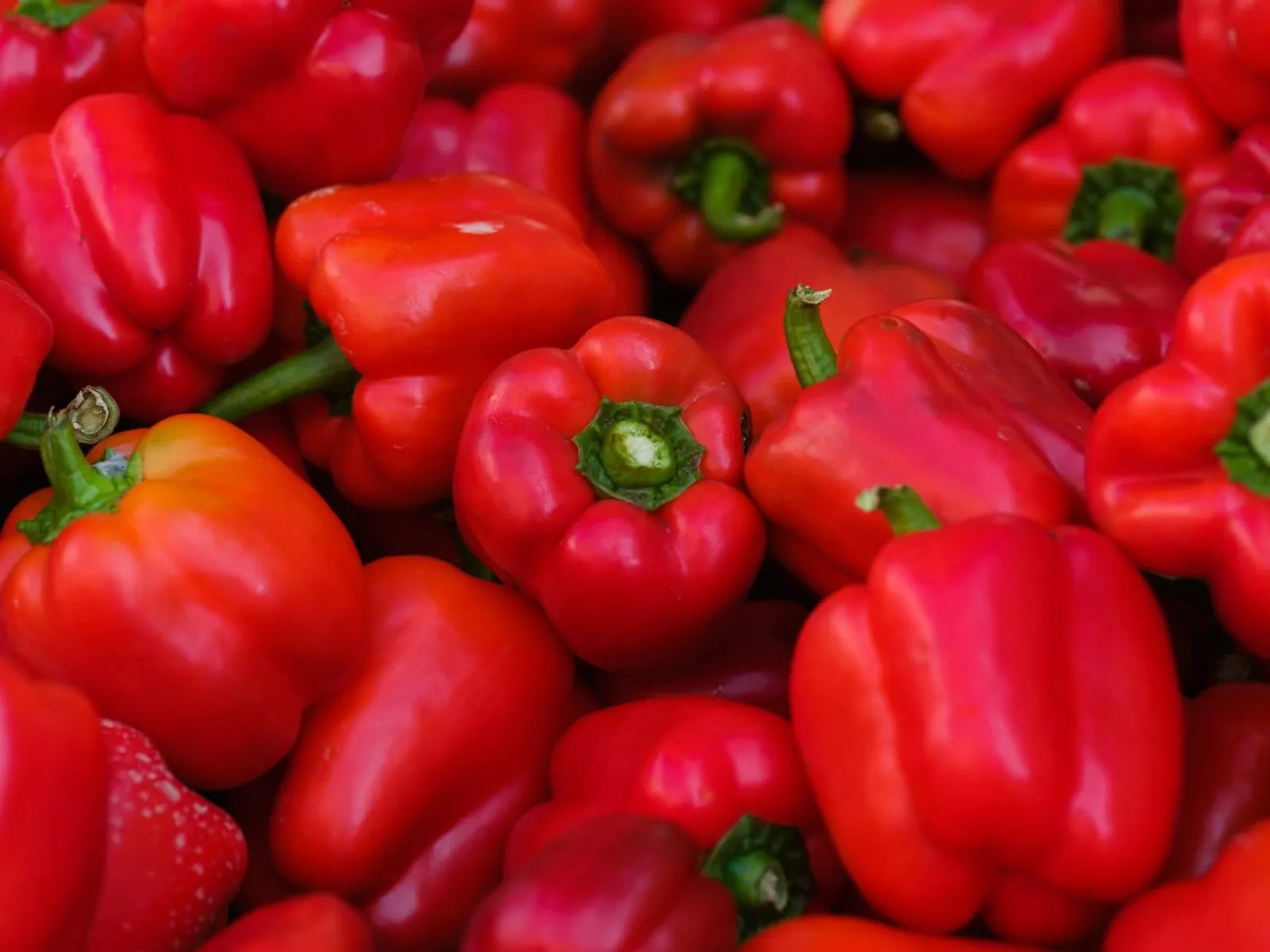 Paprika Barkan ekofrö — gröna blockpaprikor, 250–300 g