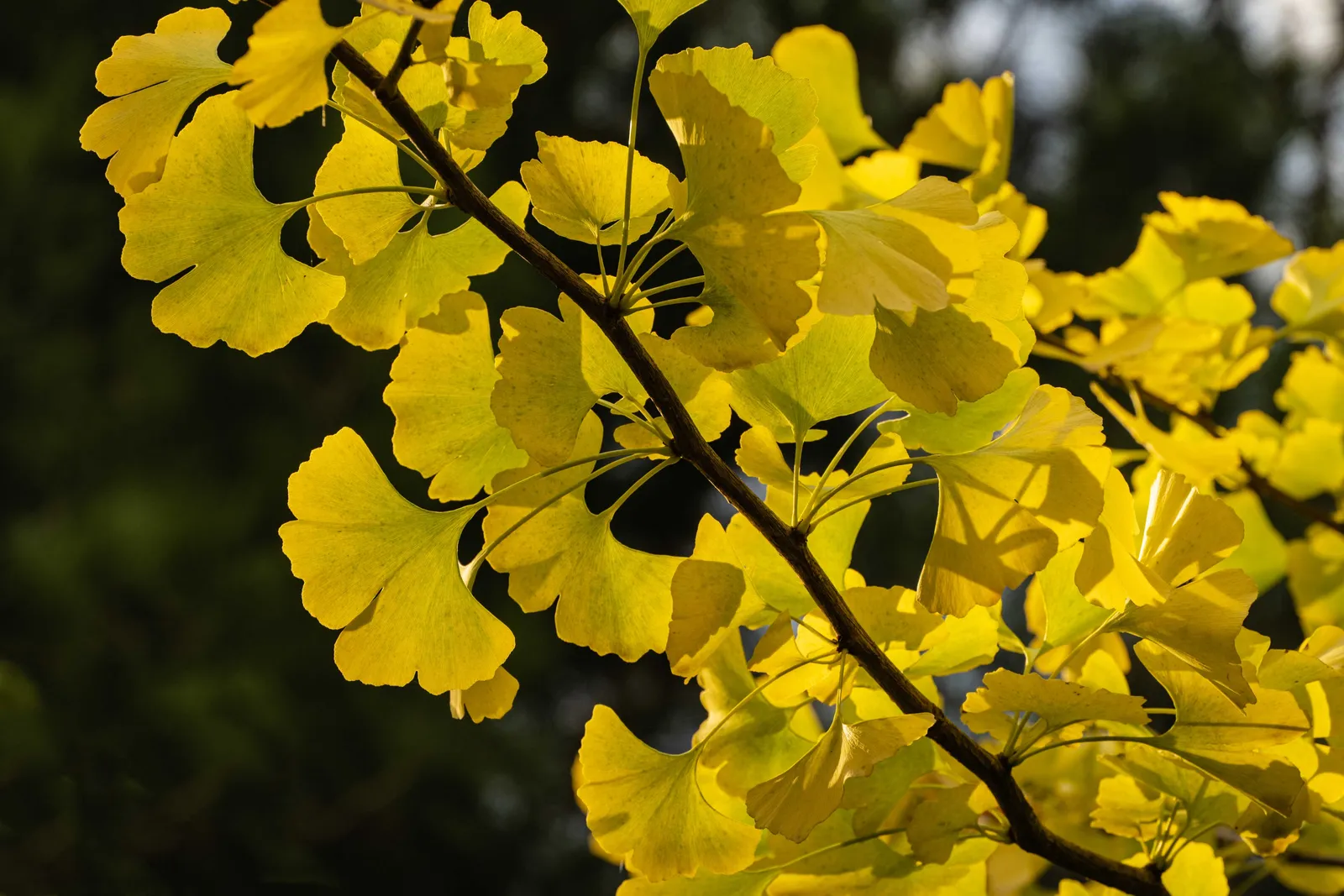 Ginkgo, 60-80 cm - bild 2