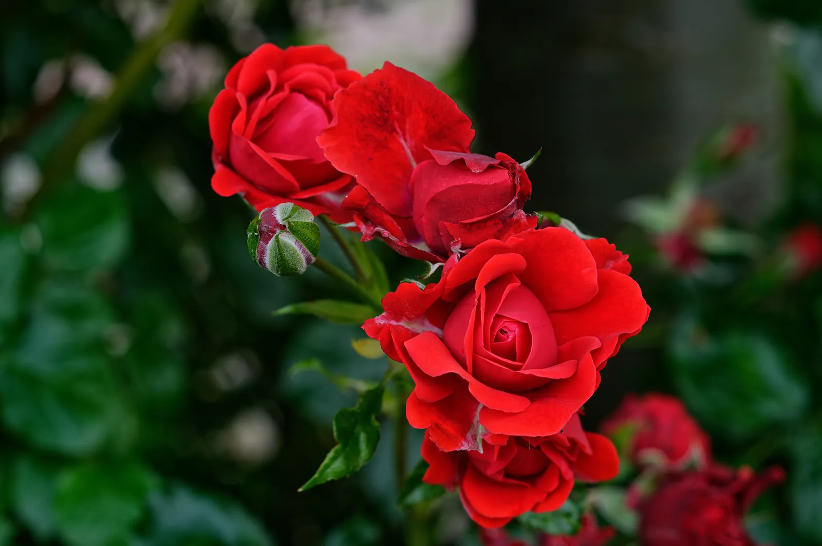 Floribundaros H. C. ANDERSEN ('Poulander') - bild 3