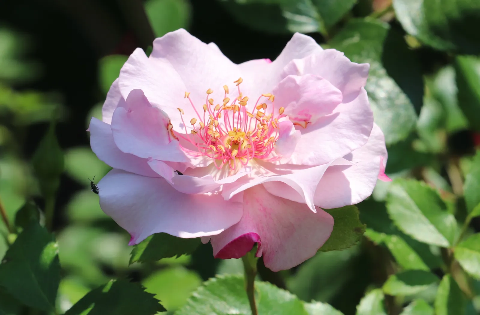 Floribundaros ODYSSEY ('Franski') - bild 4