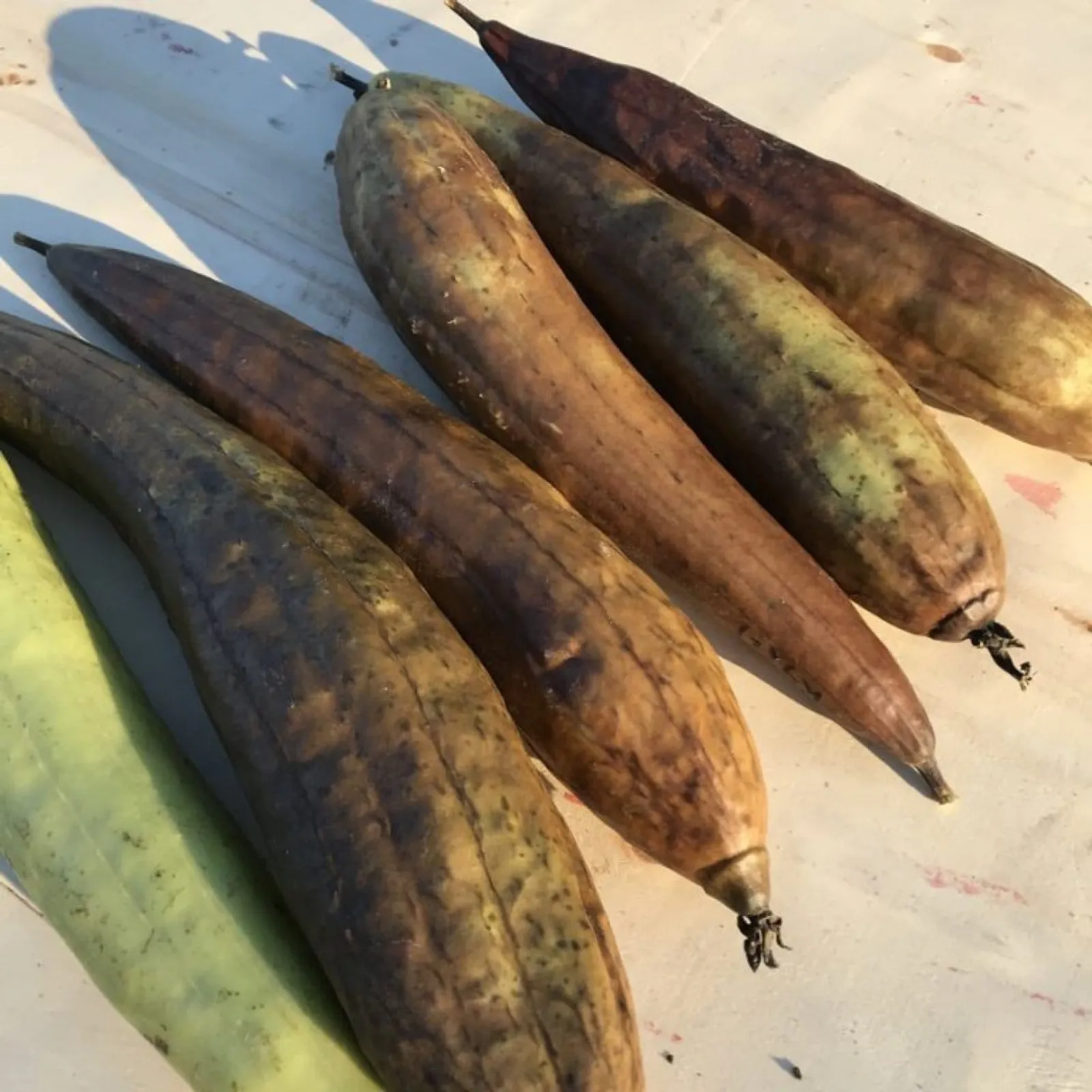 Luffagurka luffa frö med luffagurka