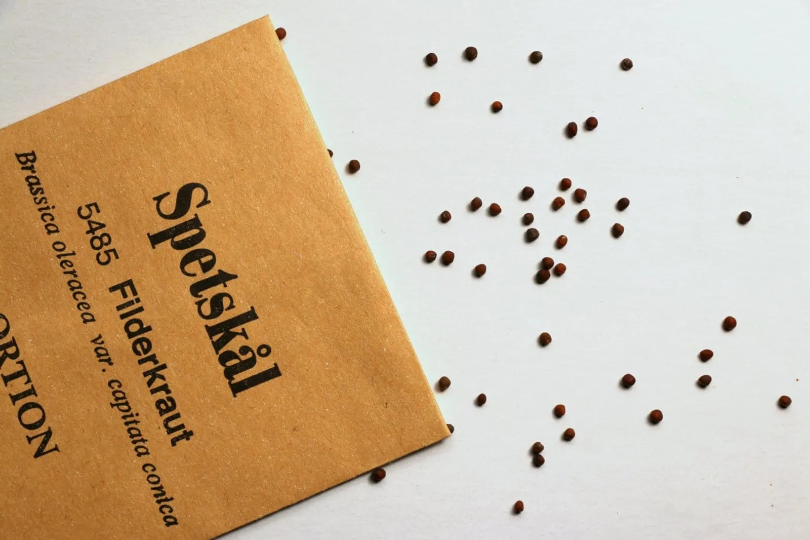 Filderkraut spetskål frö med avlång spetskål